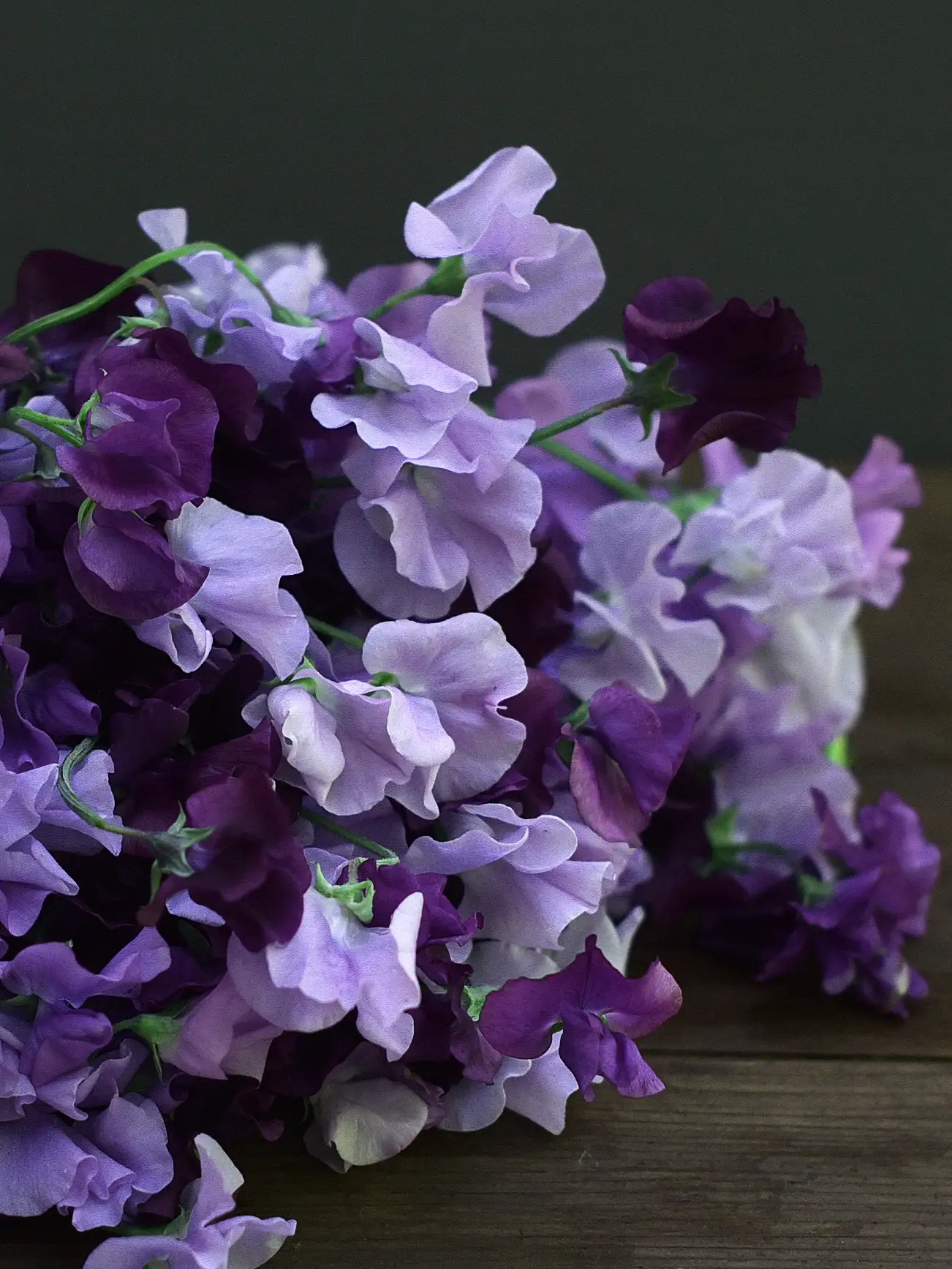 Luktärt ’Spring Sunshine Mauve’ - Image 2