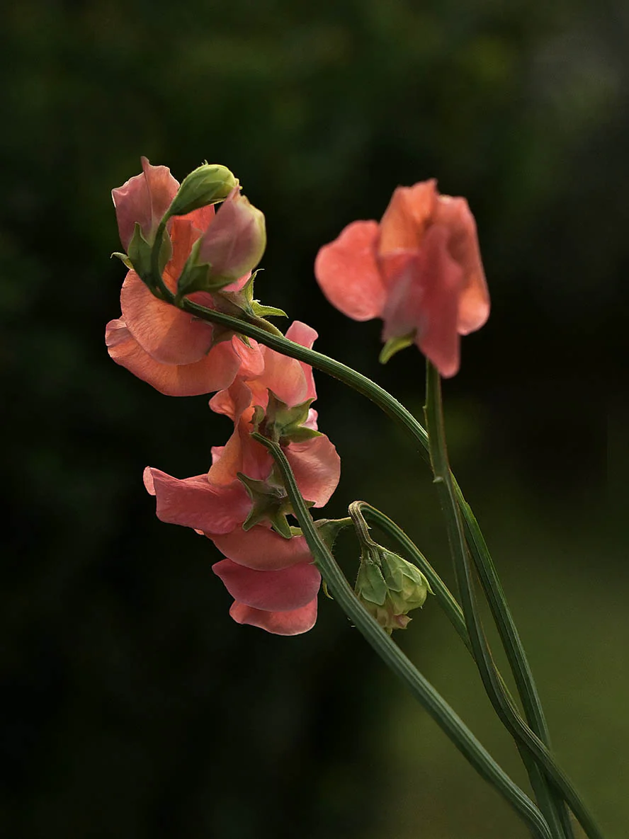 Luktärt 'Spring Sunshine Orange' - Image 2
