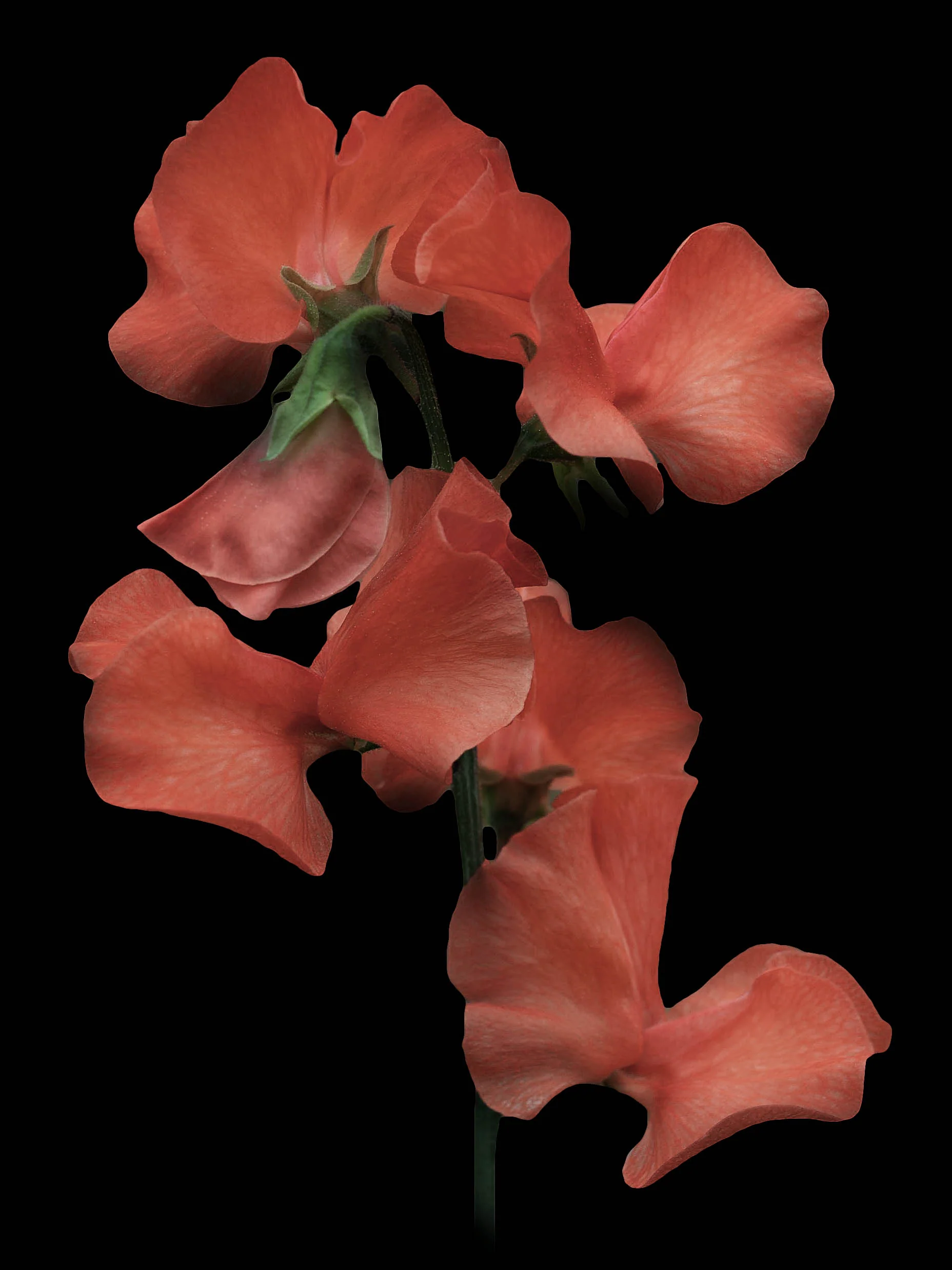 Luktärt 'Spring Sunshine Orange' - Image 3