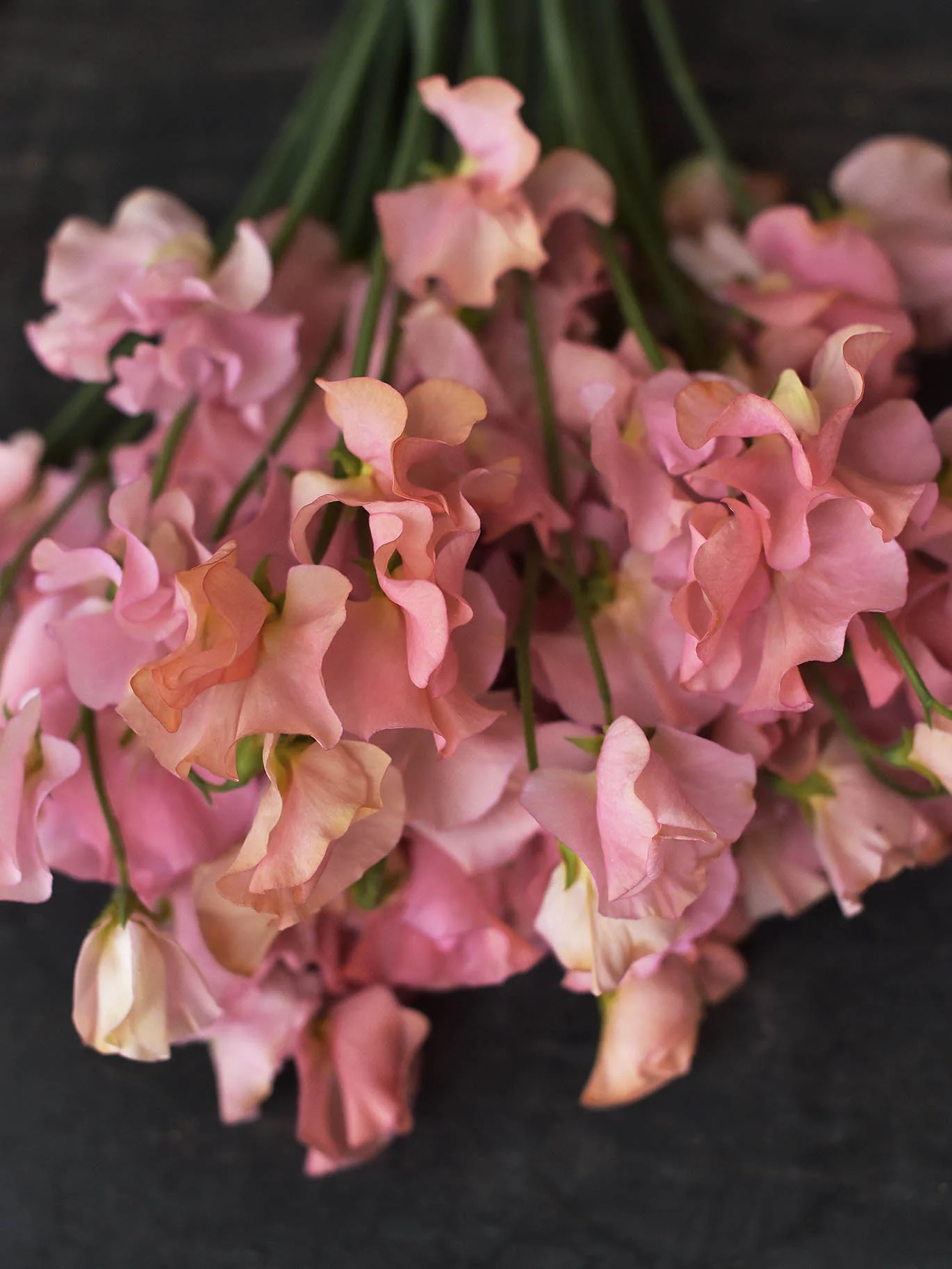 Luktärt 'Spring Sunshine Peach' - Image 2