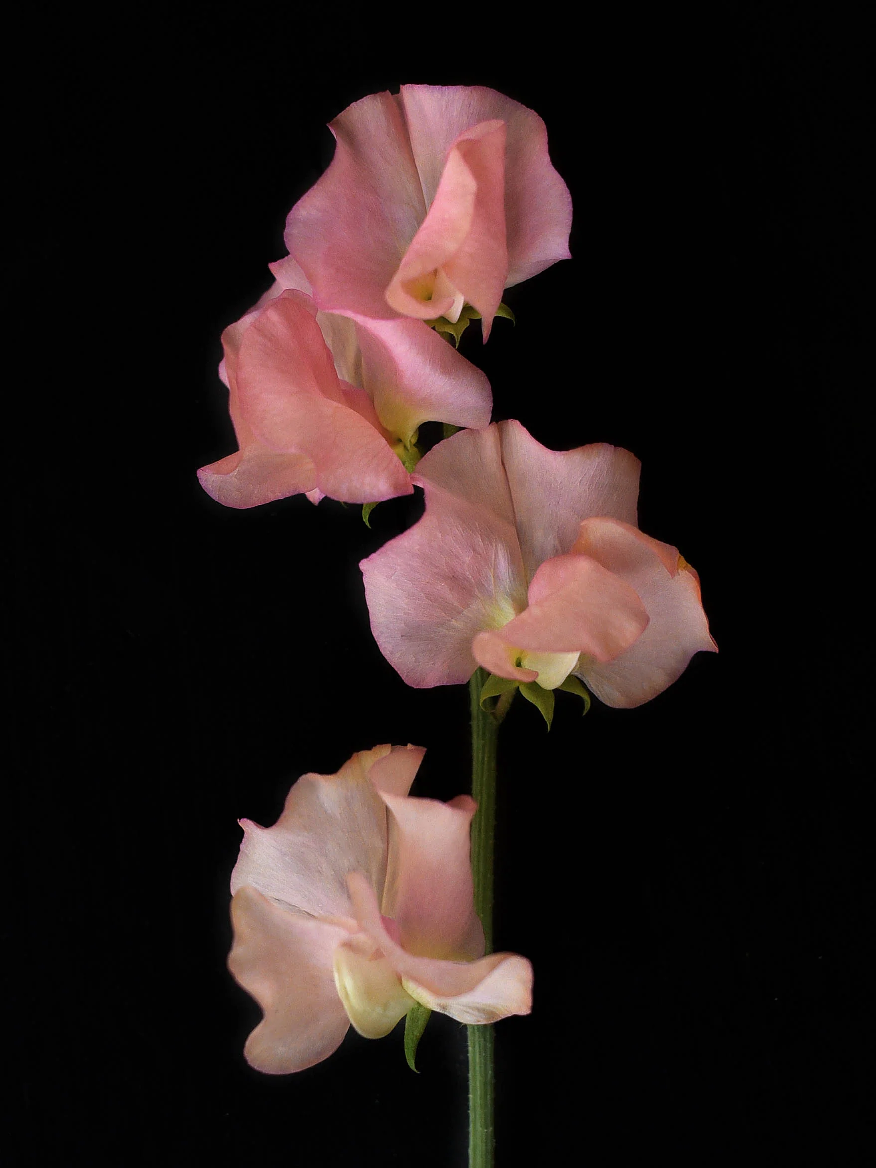 Luktärt 'Spring Sunshine Peach' - Image 3