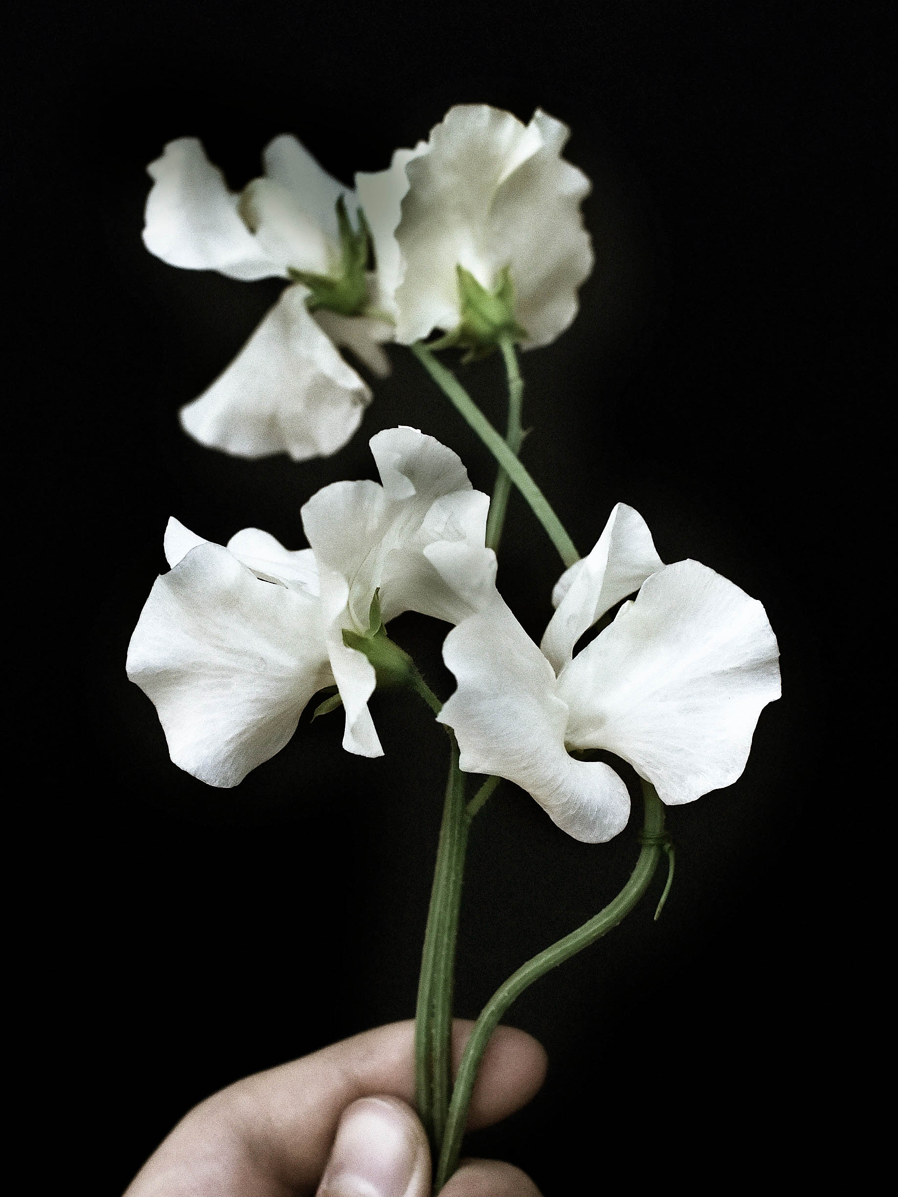 Luktärt 'Spring Sunshine White' - Image 3