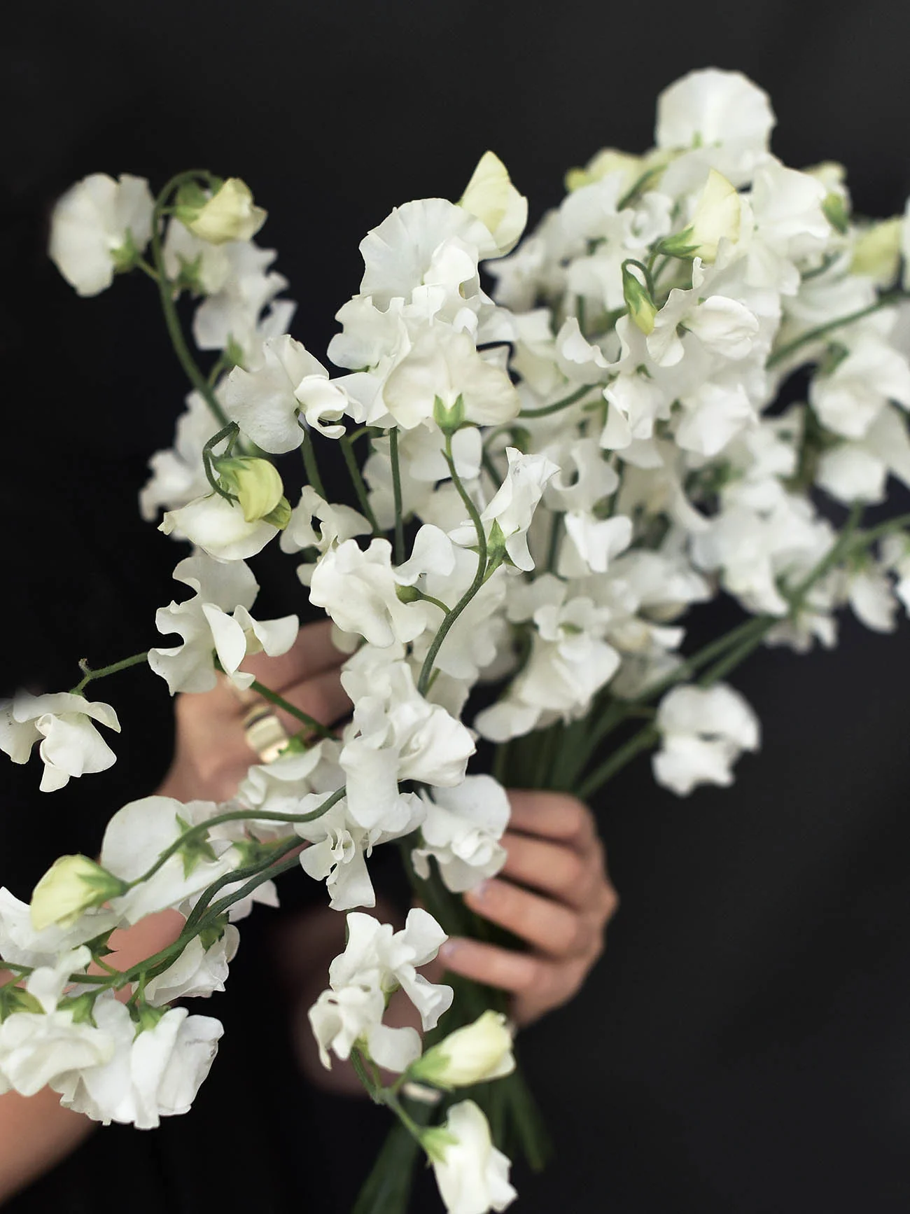 Luktärt 'Spring Sunshine White' - Image 4