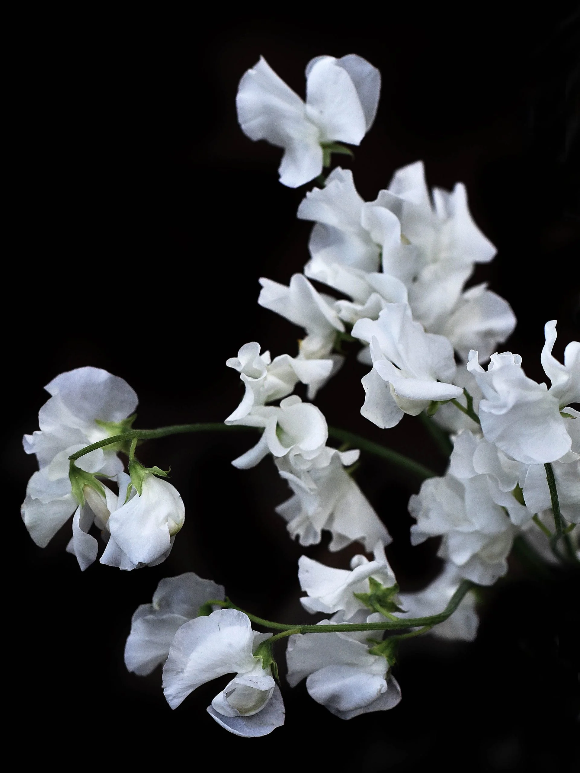 Luktärt 'Spring Sunshine White' - Image 6