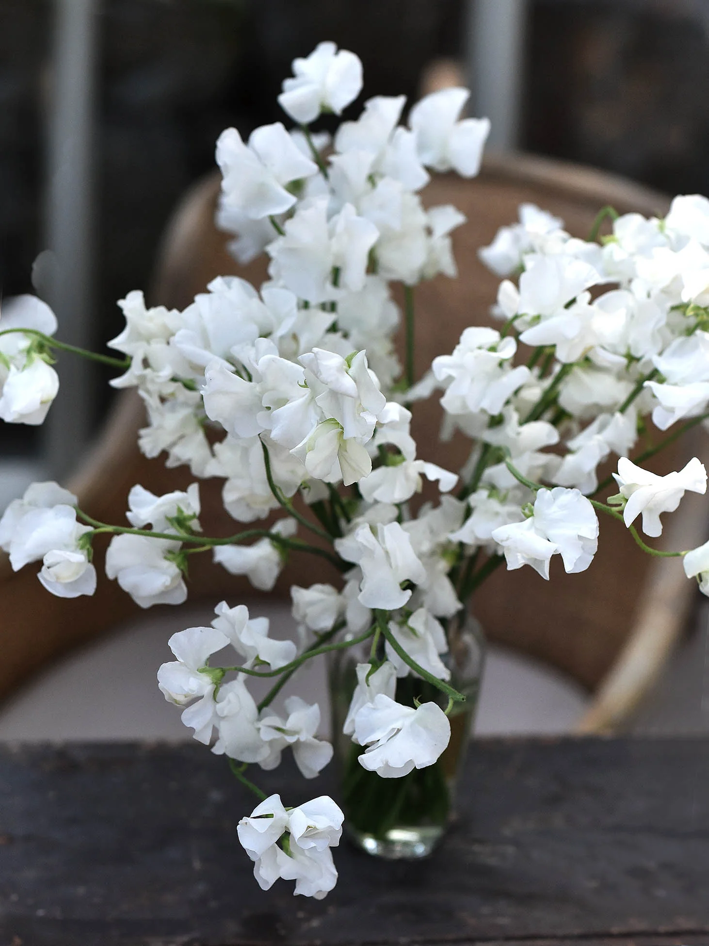 Luktärt 'Spring Sunshine White' - Image 7