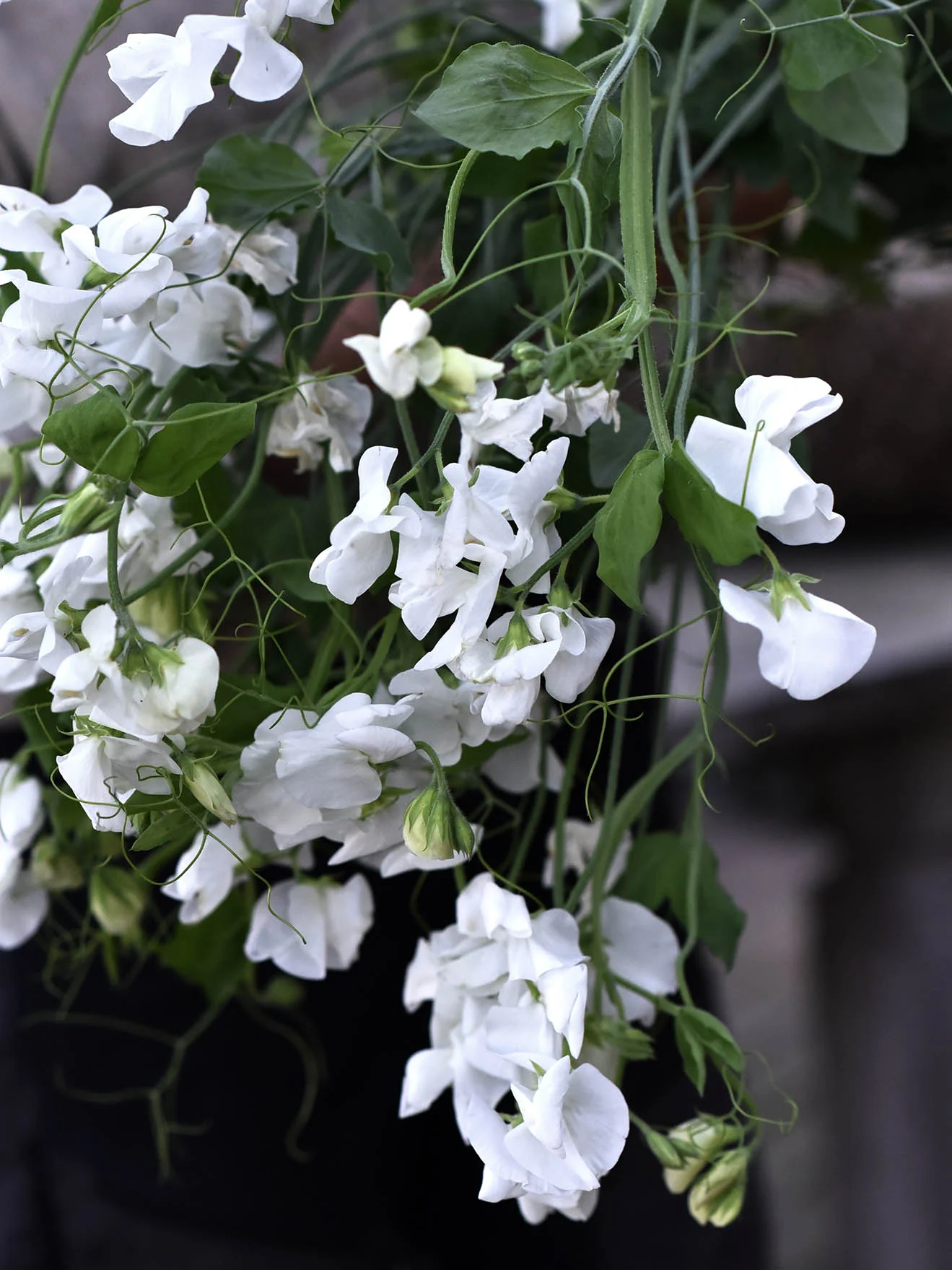 Luktärt 'Spring Sunshine White' - Image 8