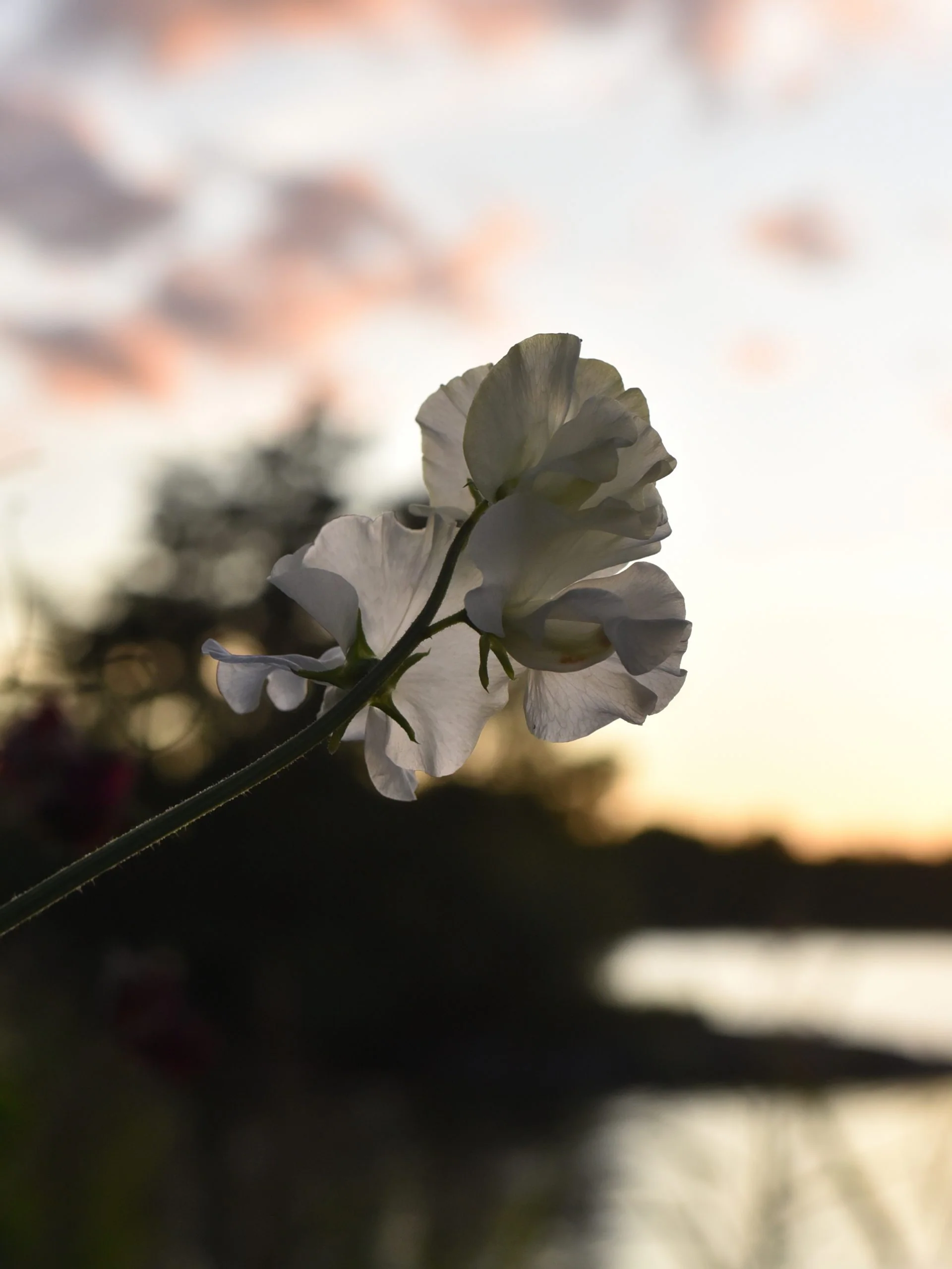Luktärt 'White Frills' - Image 2