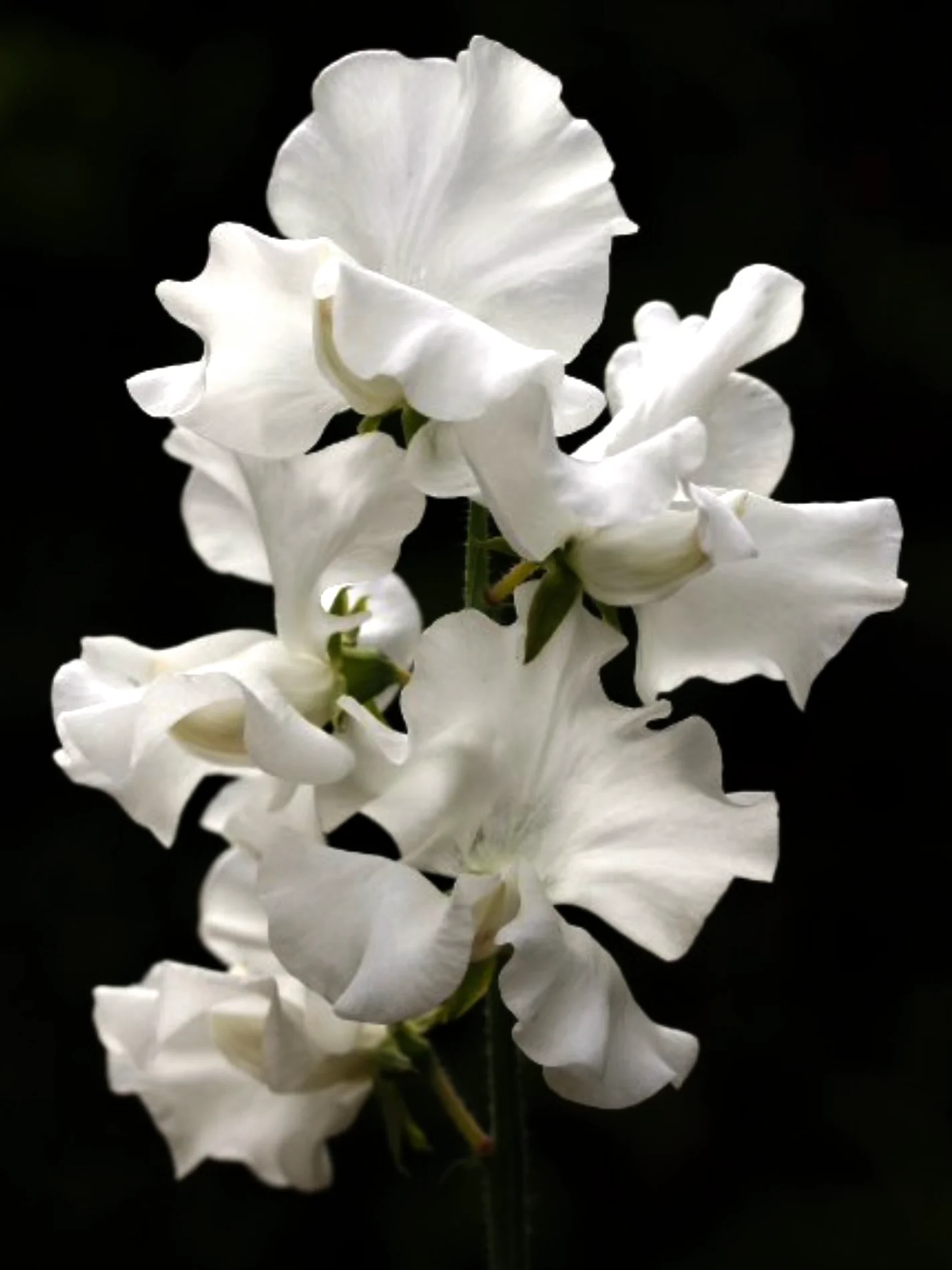 Luktärt 'White Frills' - Image 3