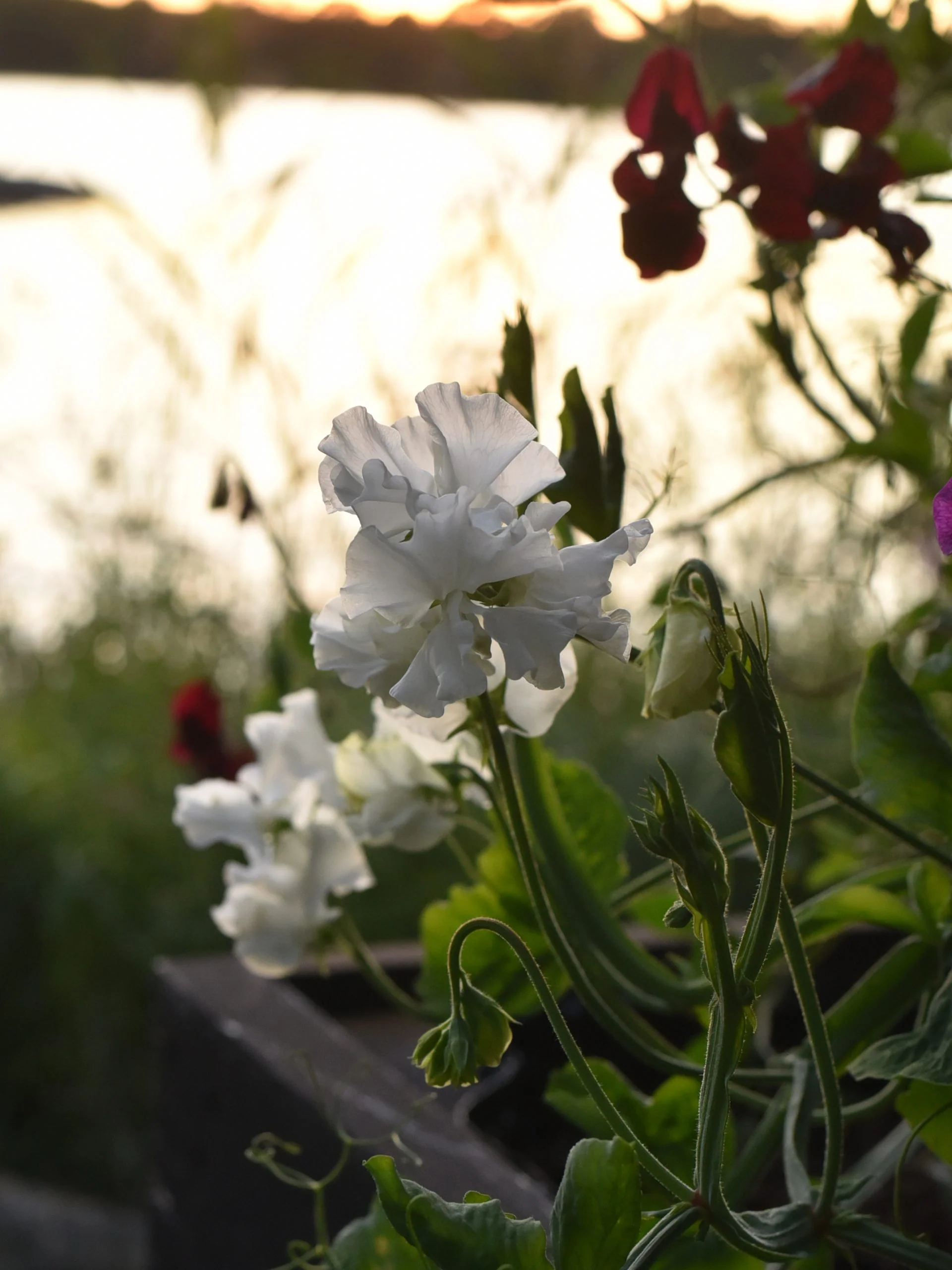 Luktärt 'White Frills' - Image 5