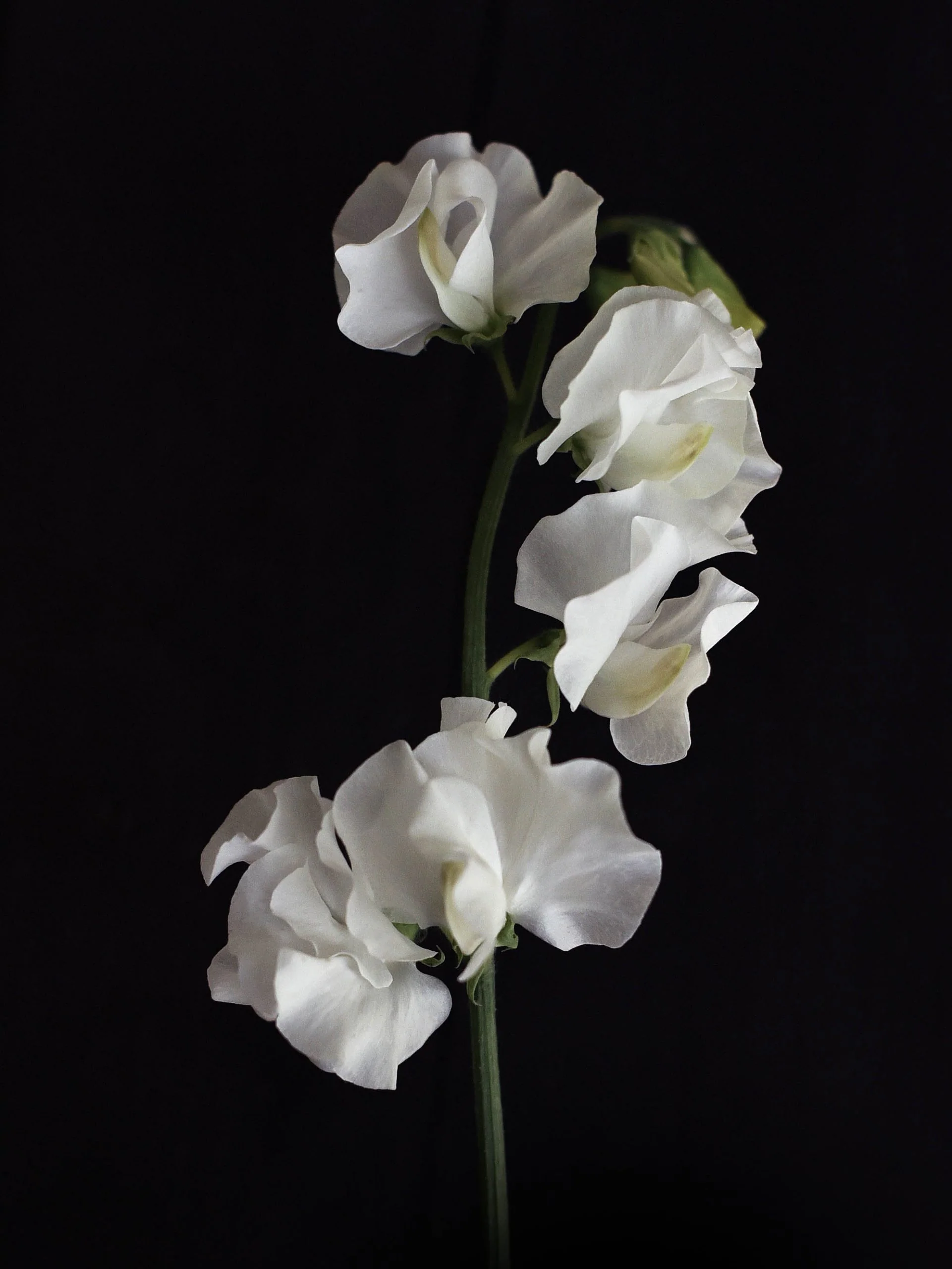 Luktärt 'White Frills' - Image 6