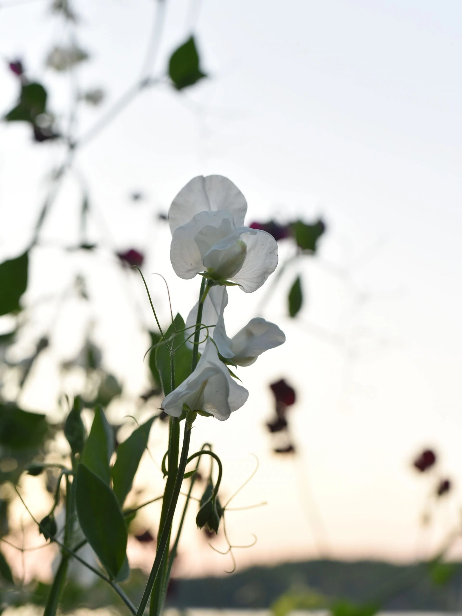 Luktärt 'White Frills' - Image 7
