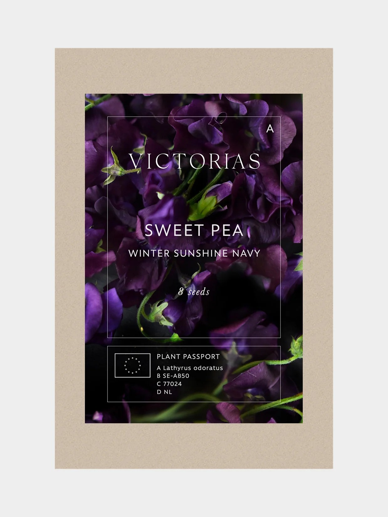 Luktärt 'Winter Sunshine Navy' - Image 6
