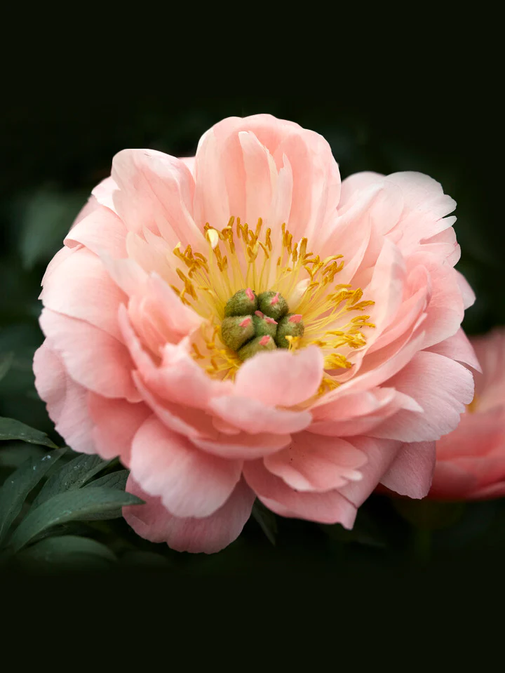 Miniatyrbild 1