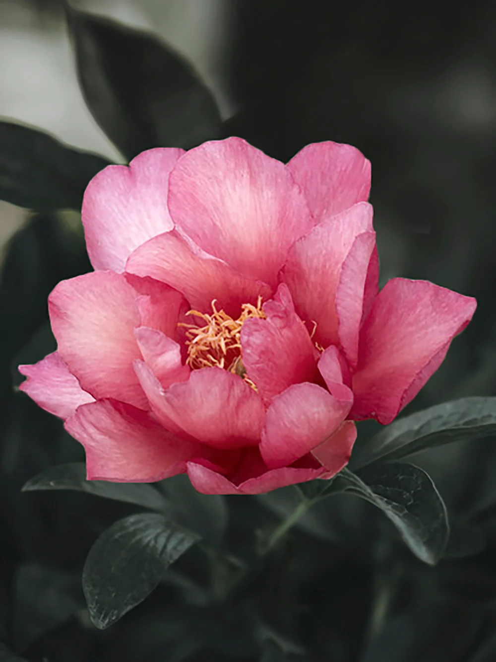 Pion (Itoh) 'Julia Rose' - Image 3