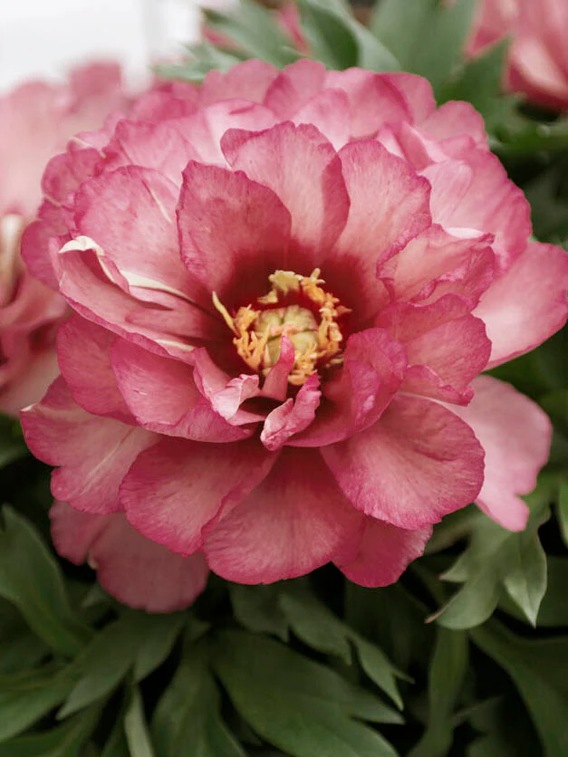 Pion (Itoh) 'Julia Rose' - Image 4