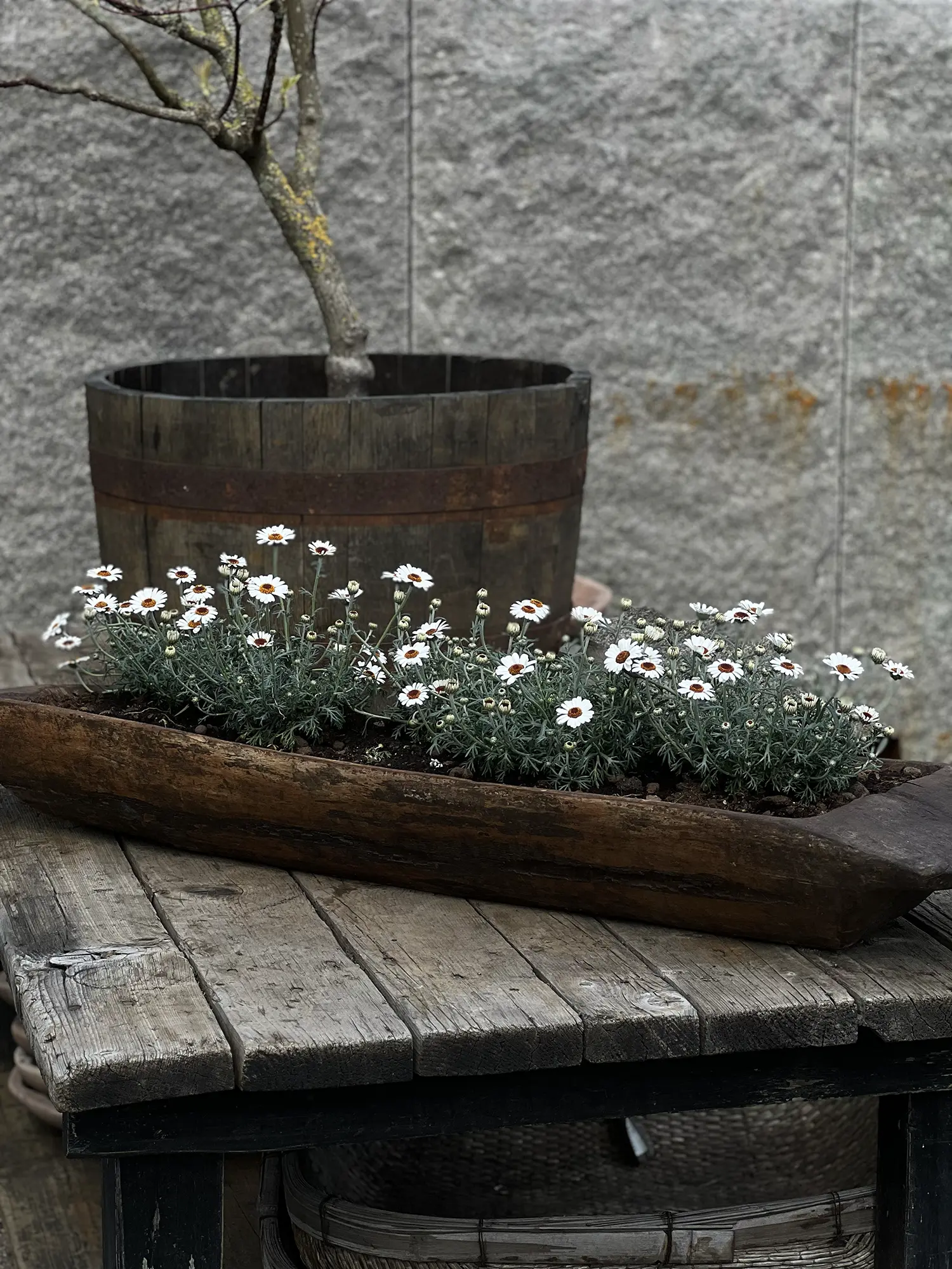 Marockansk margerit - Image 2