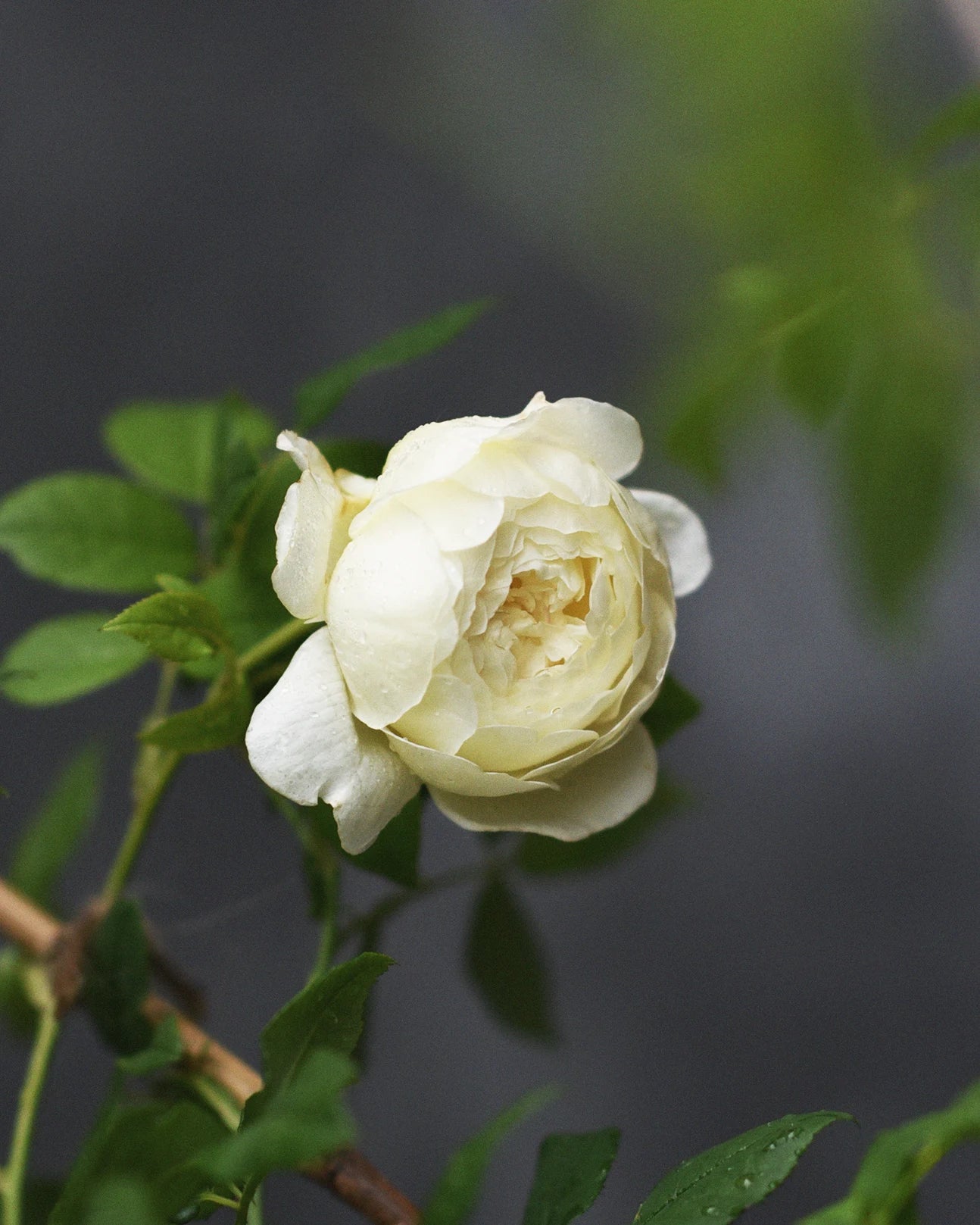 Miniatyrbild 1