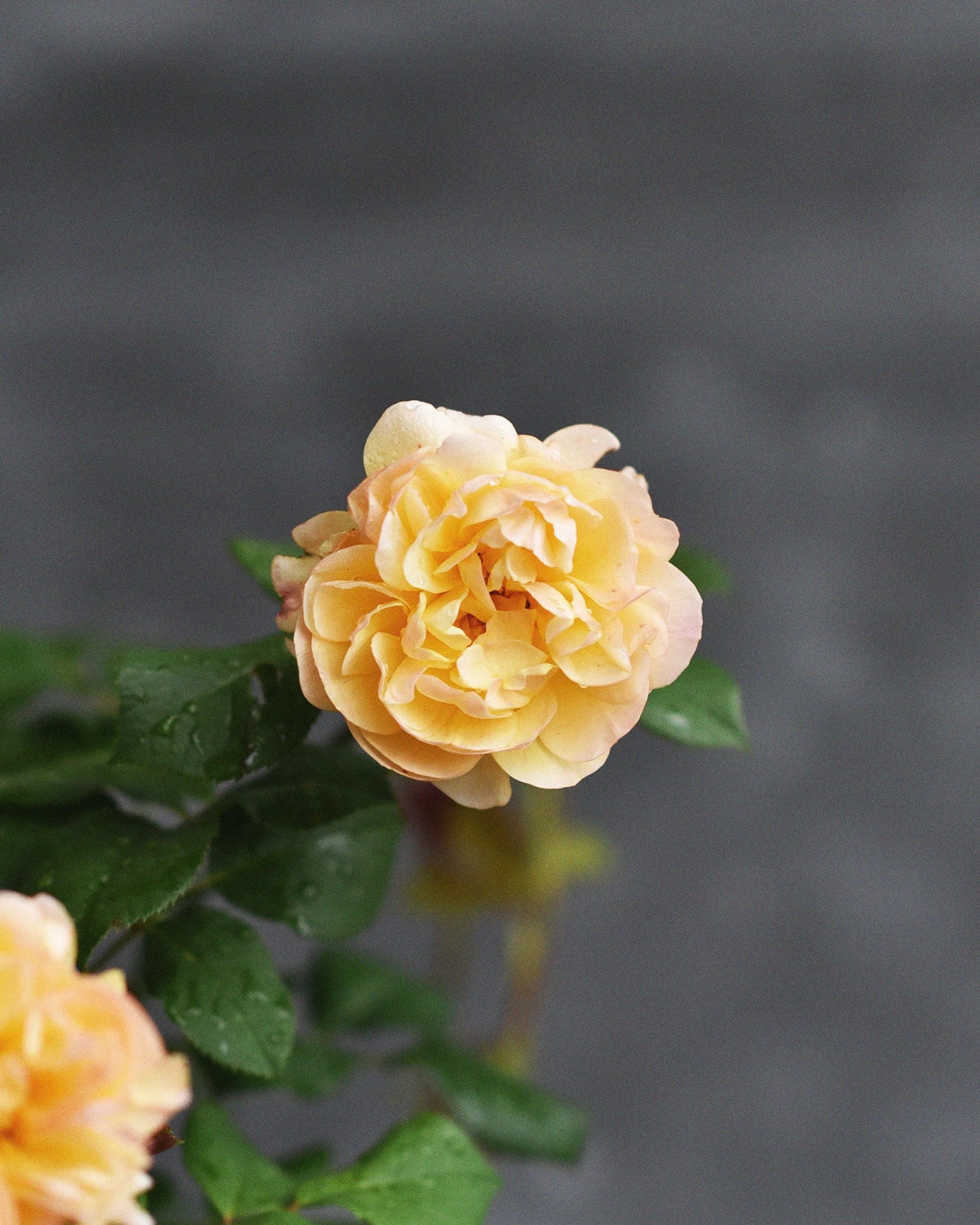 Miniatyrbild 1