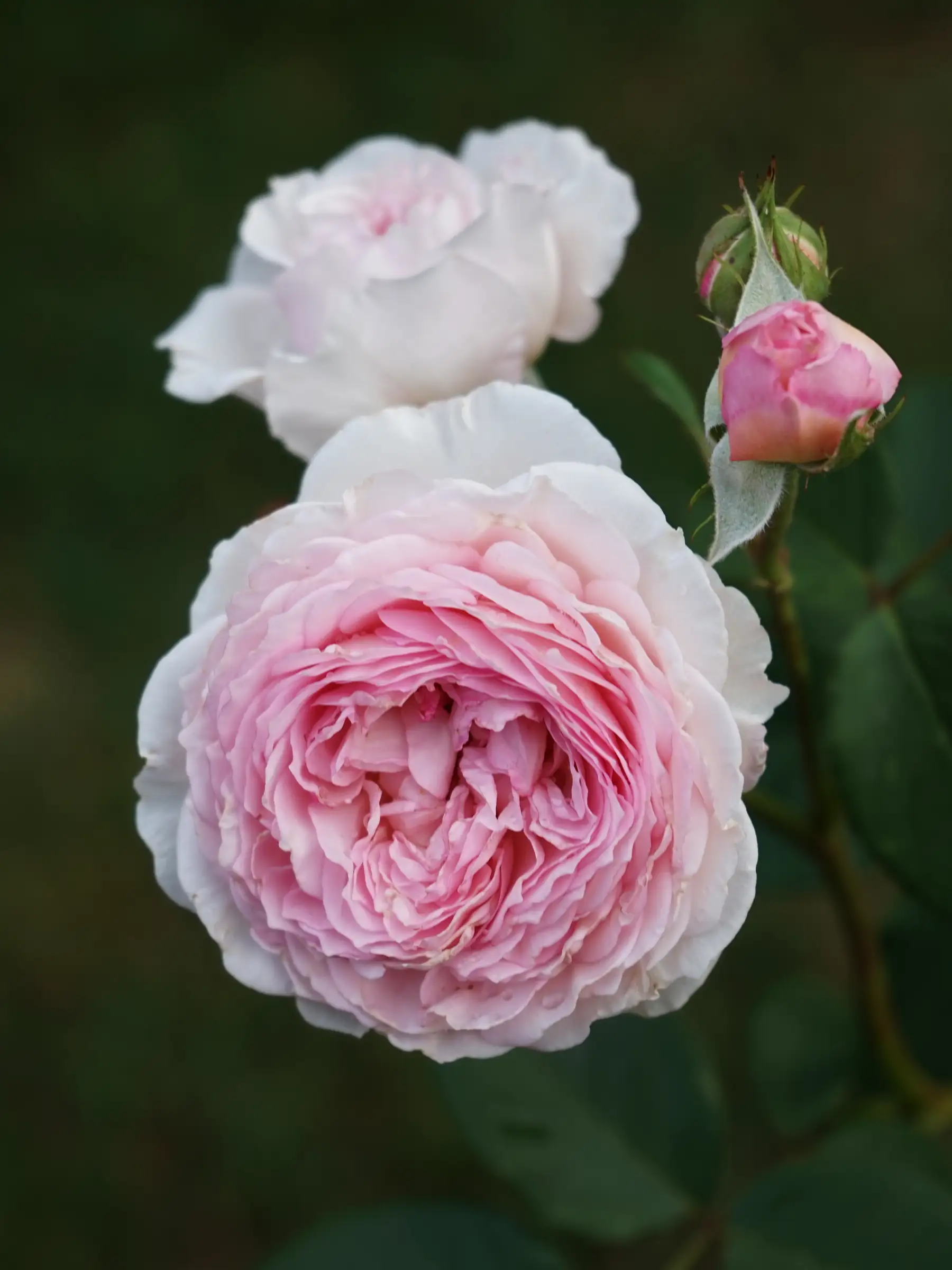 Miniatyrbild 1