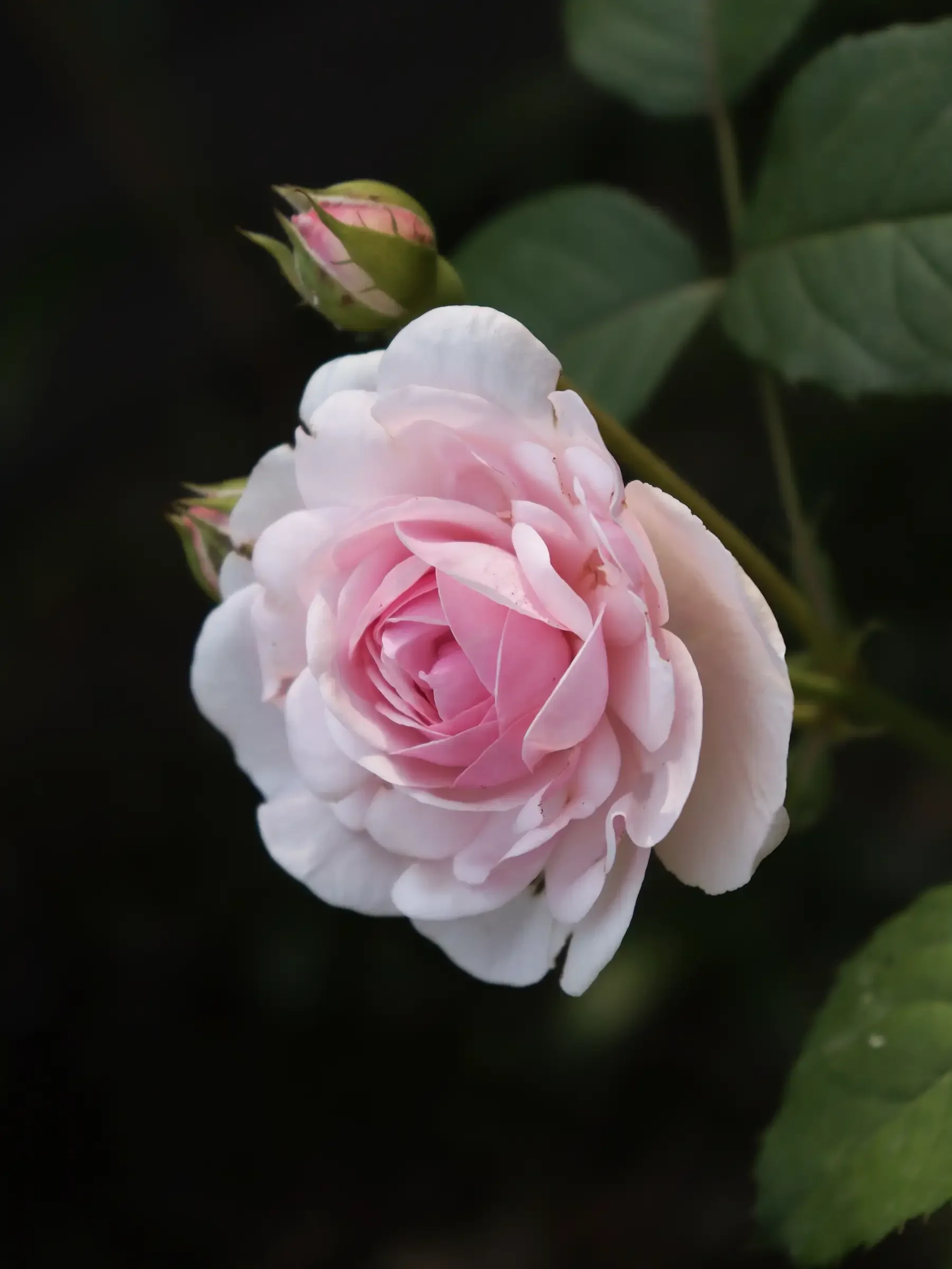 Miniatyrbild 1