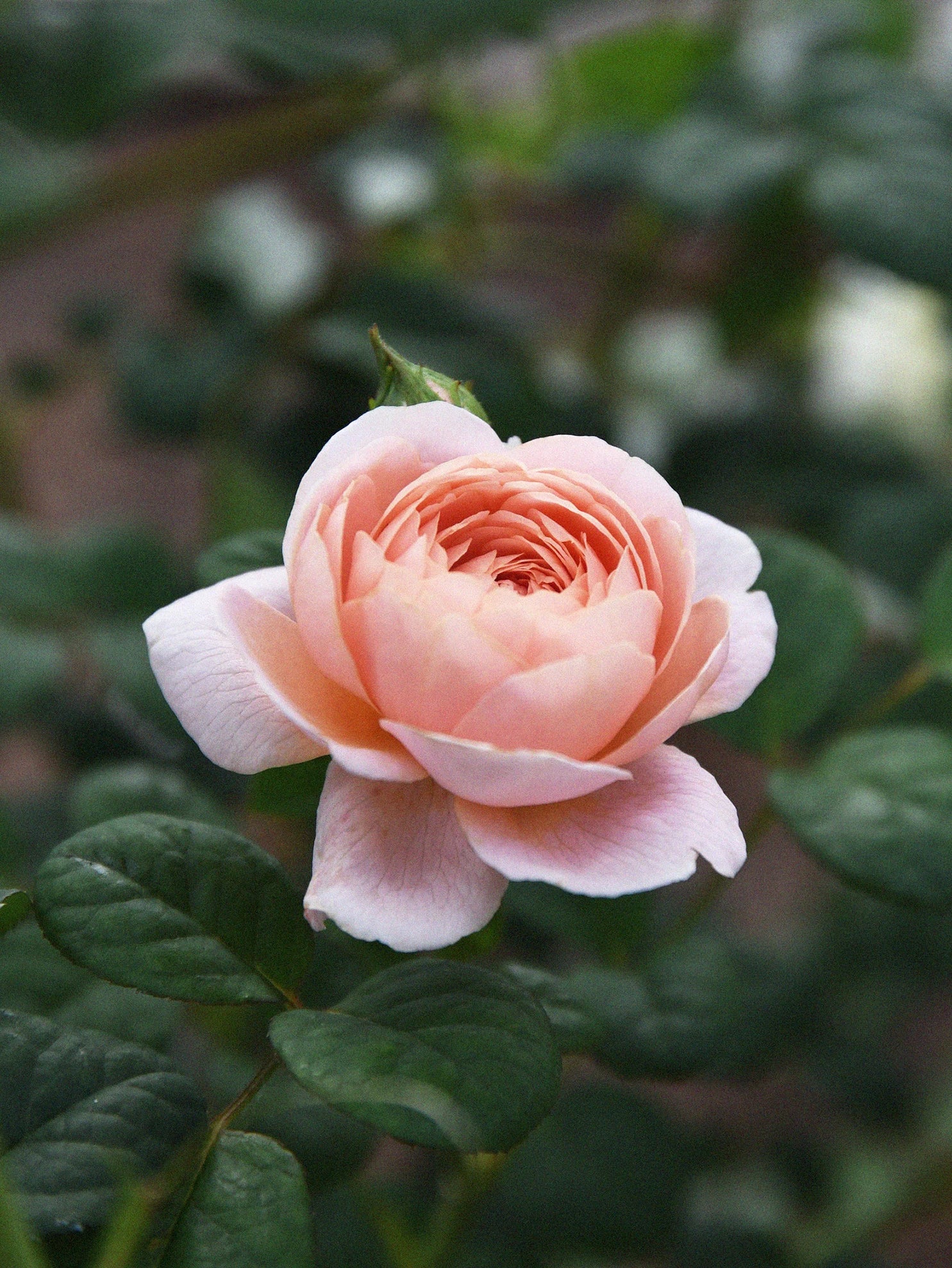 Miniatyrbild 1