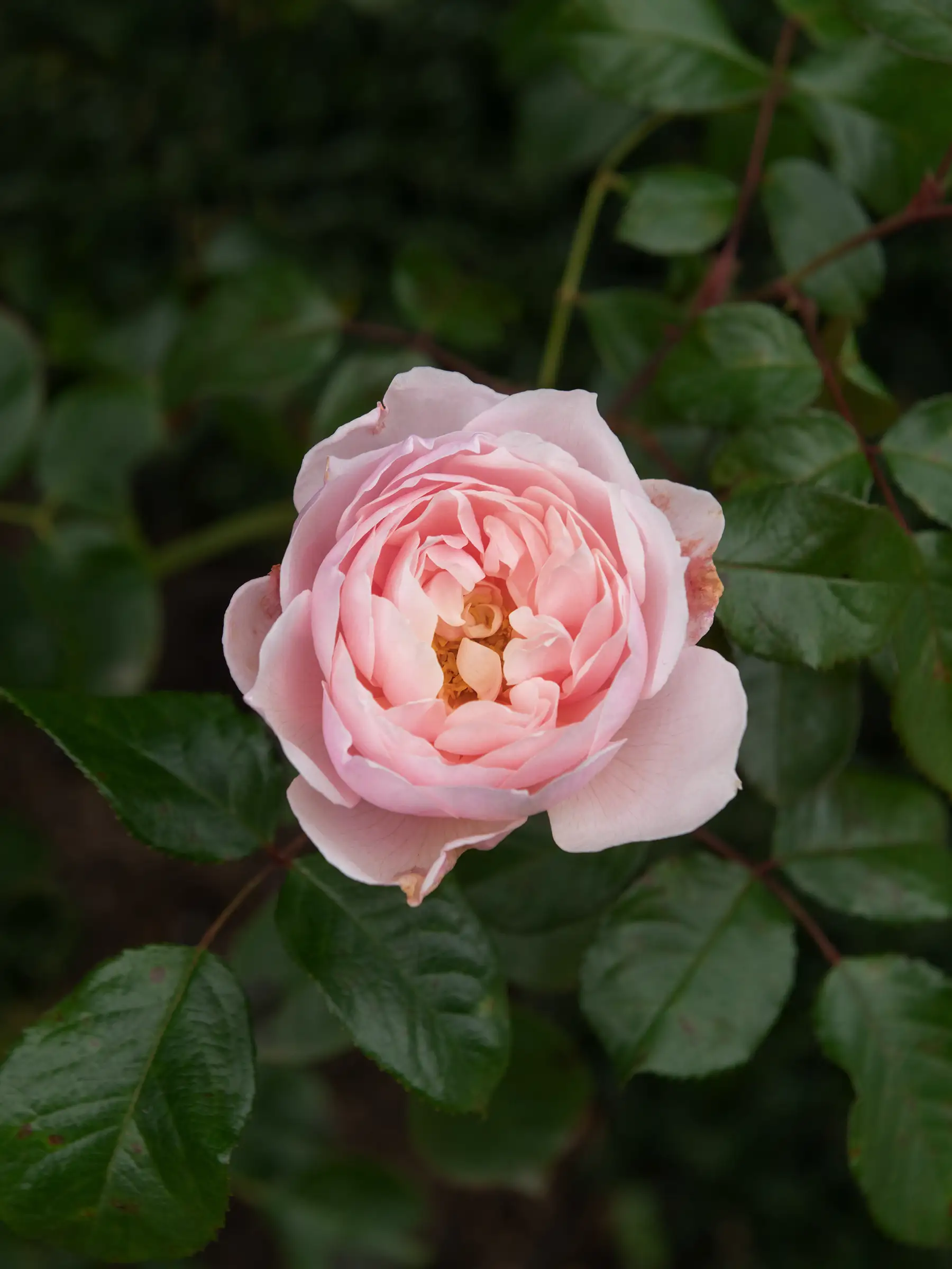 Miniatyrbild 1