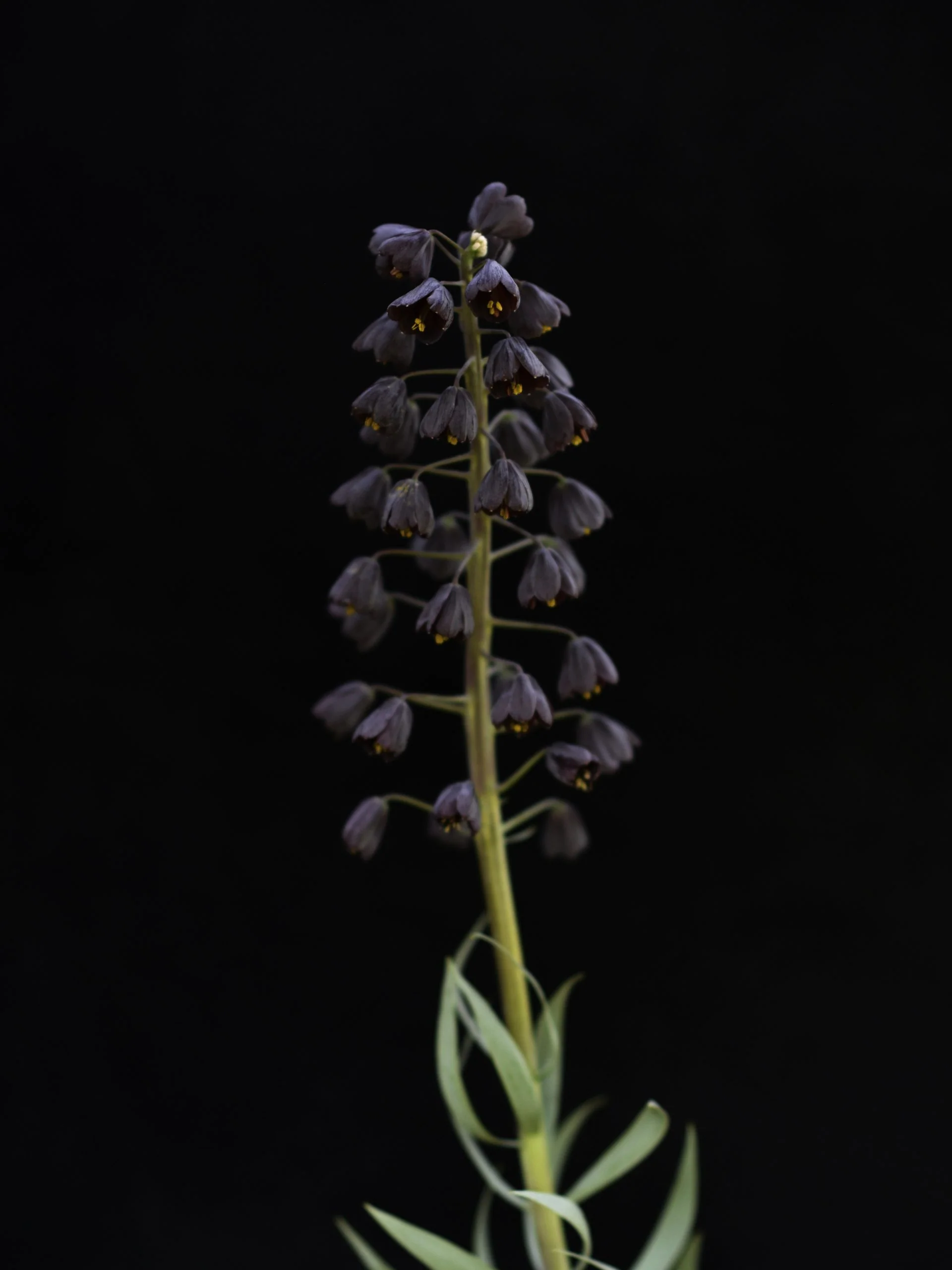 Mörk Klocklilja - Image 3