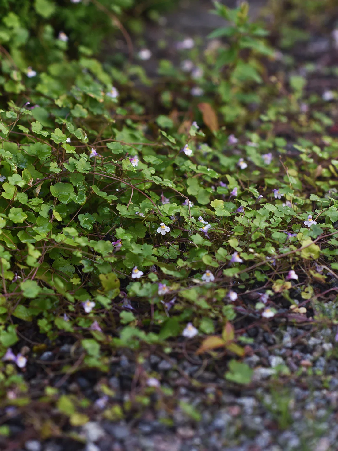 Murreva 'Globosa Rosea' - Image 2