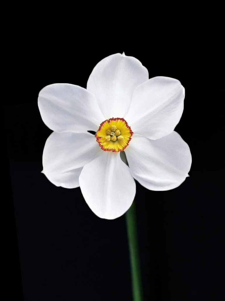 Narciss 'Actaea' - Image 4