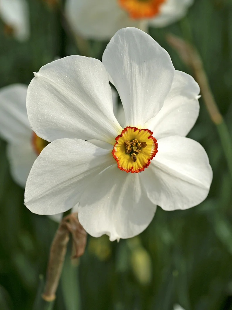 Narciss 'Actaea' - Image 5