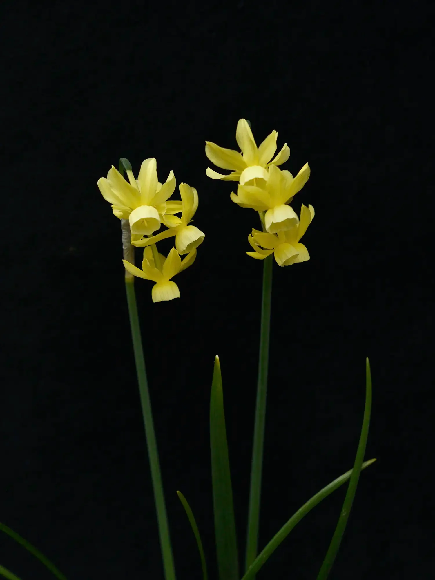 Narciss 'Angel's Breath' - Image 2