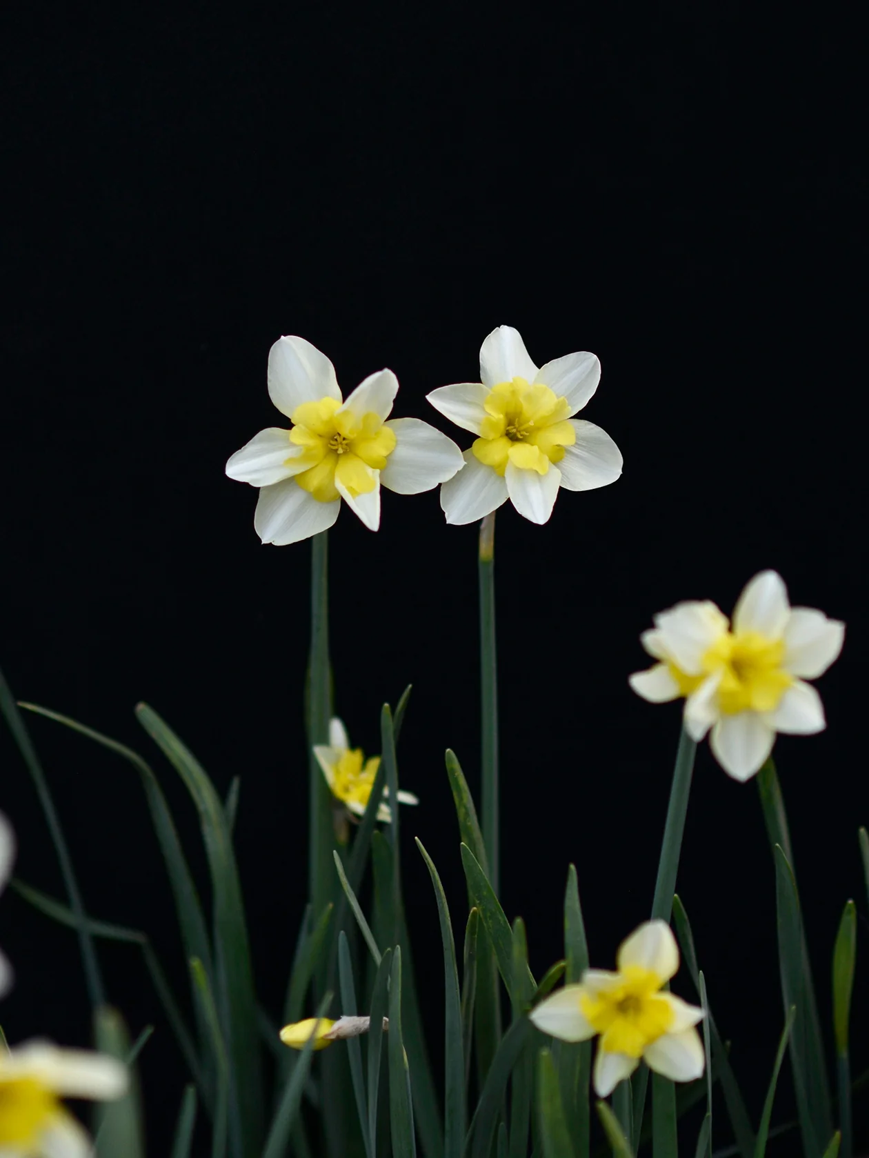 Narciss 'Bella Estrella' - Image 3