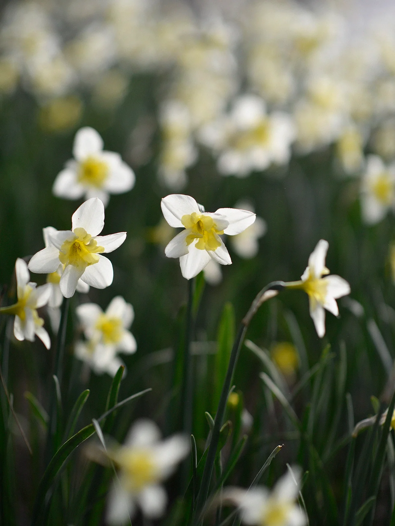 Narciss 'Bella Estrella' - Image 4