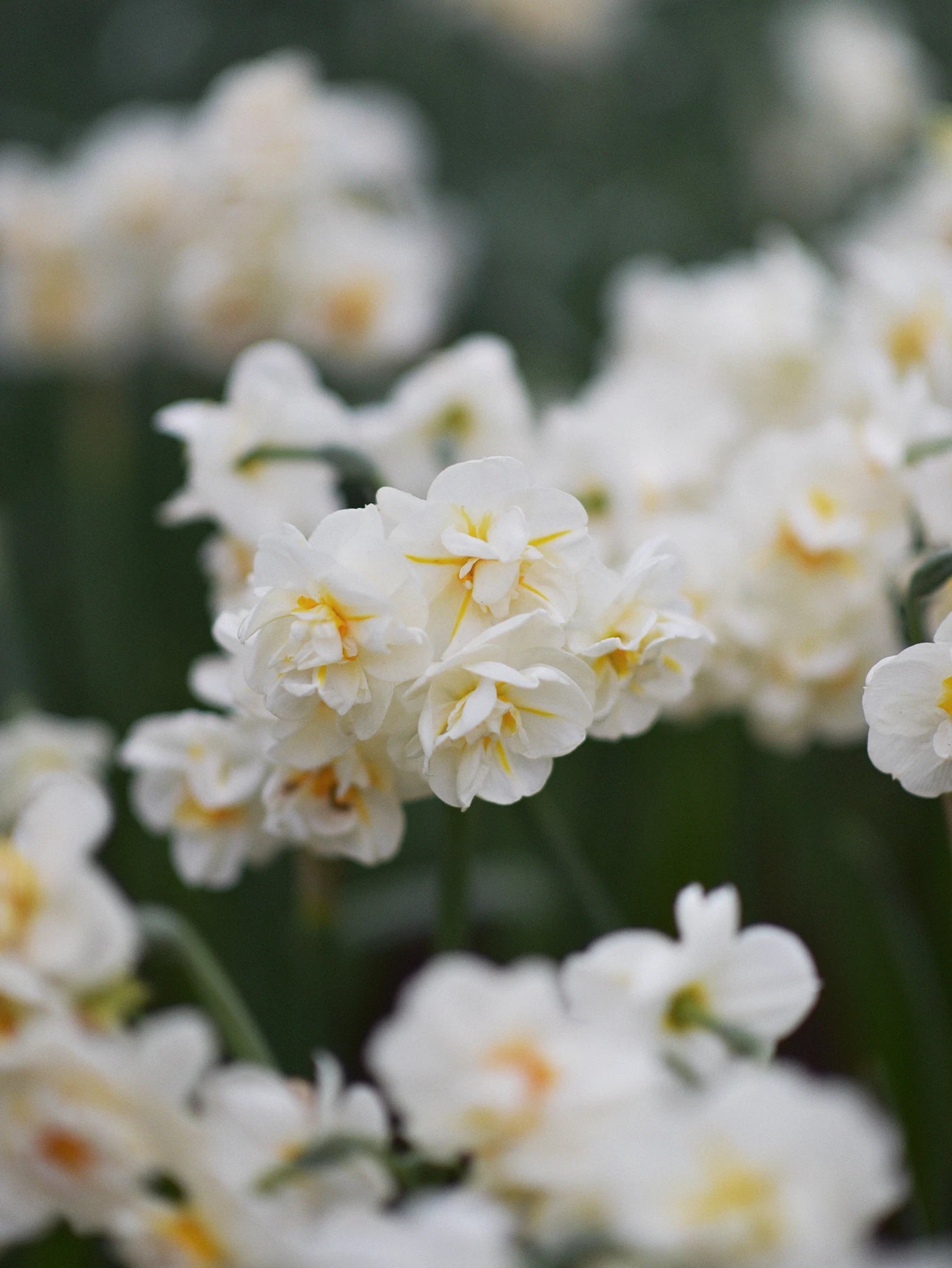 Narciss "Cherfulness" - Image 3