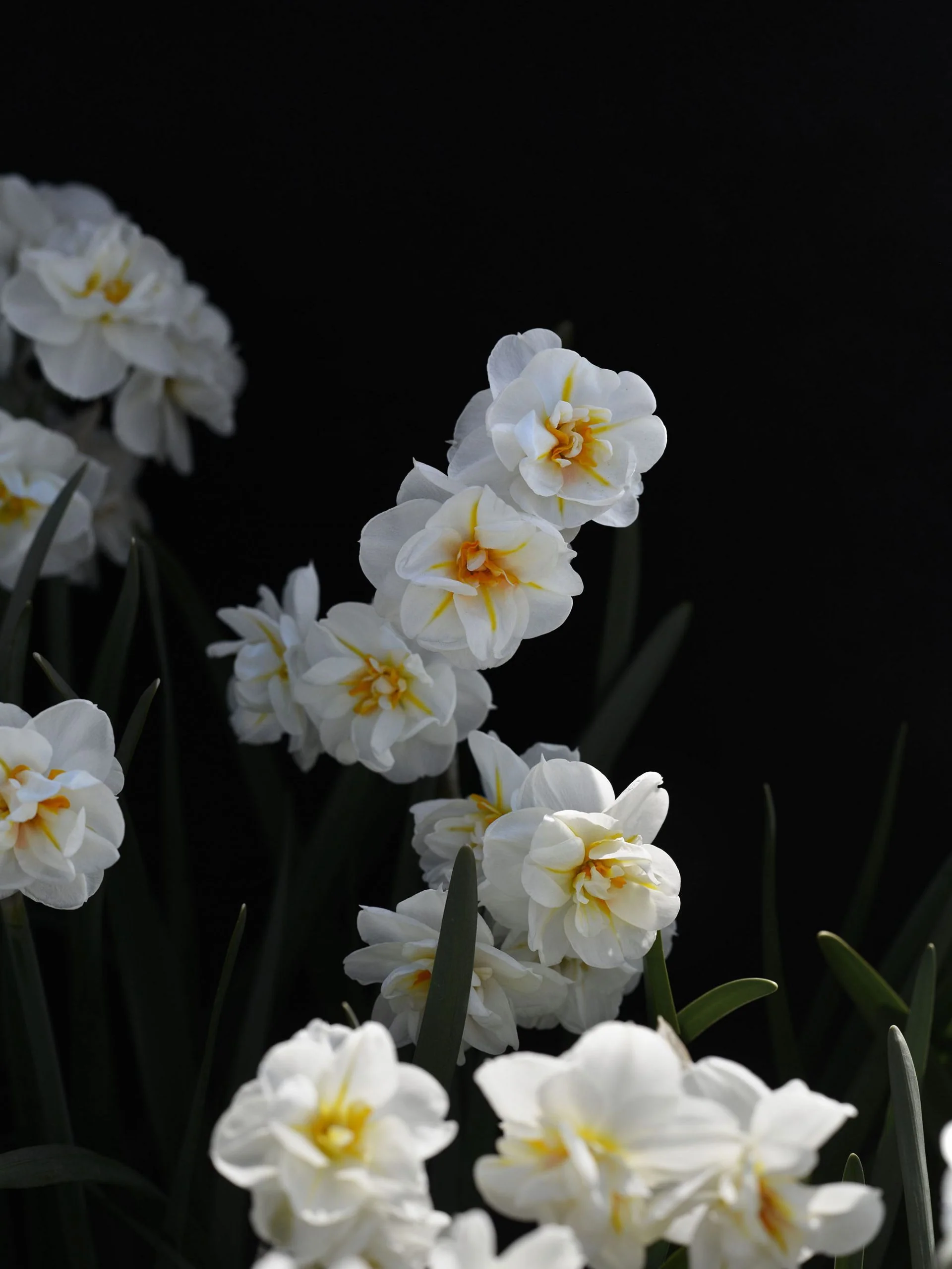 Narciss "Cherfulness" - Image 4