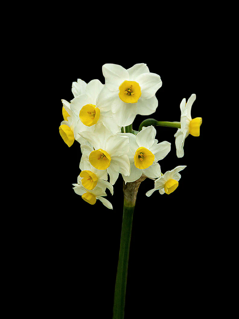 Narciss 'Minnow' - Image 4