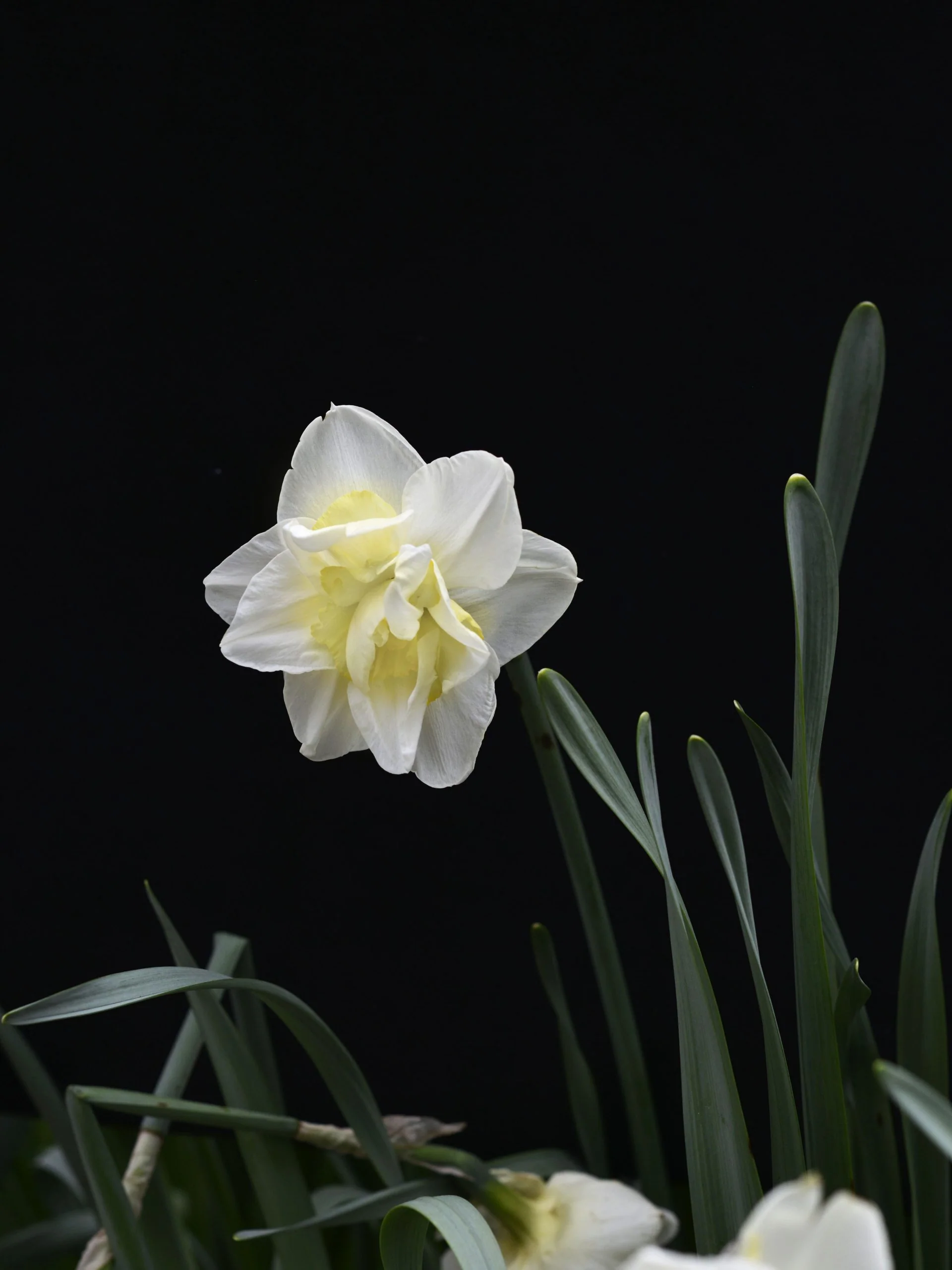 Miniatyrbild 1