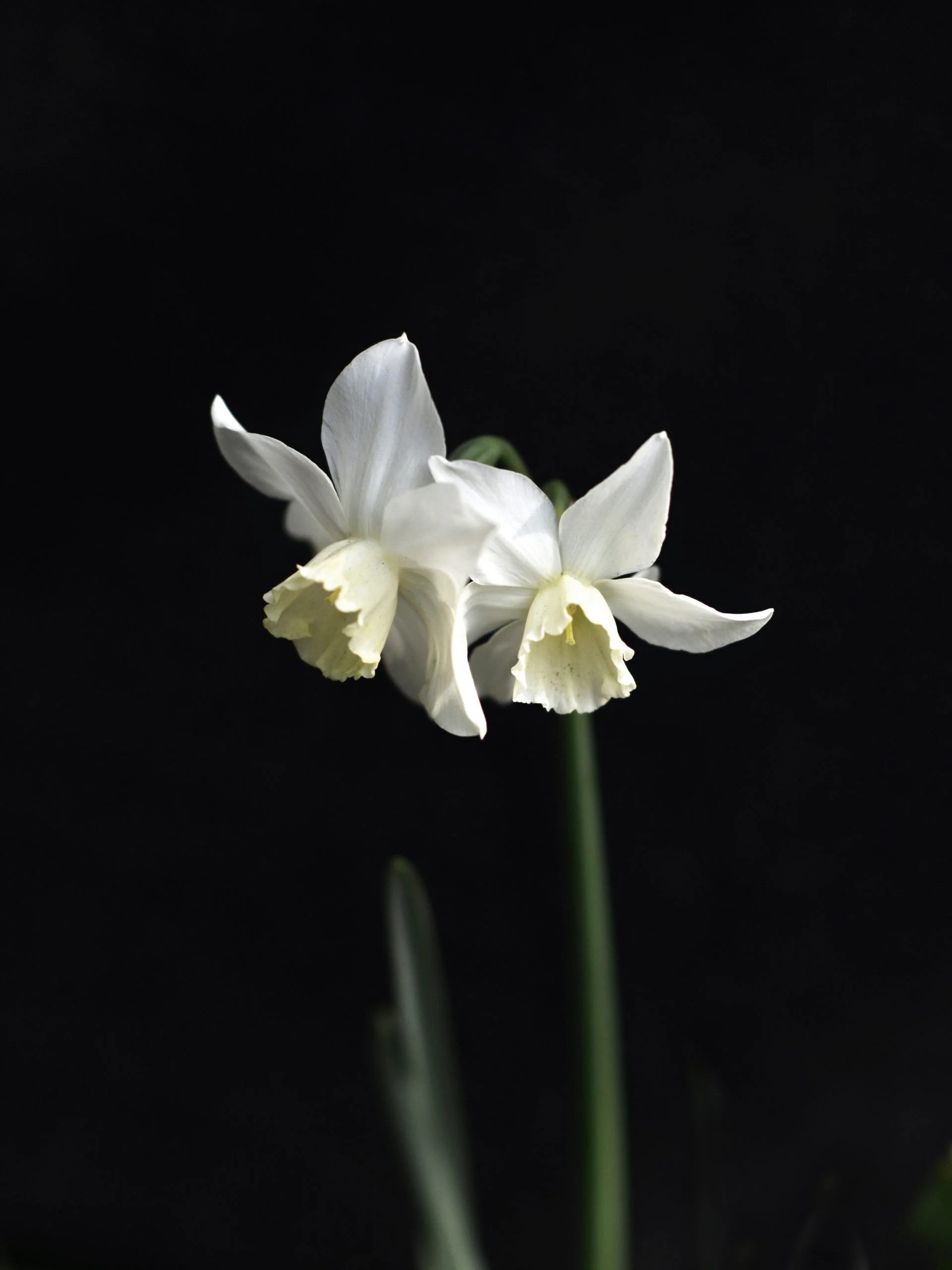 Narciss 'Thalia' - Image 4