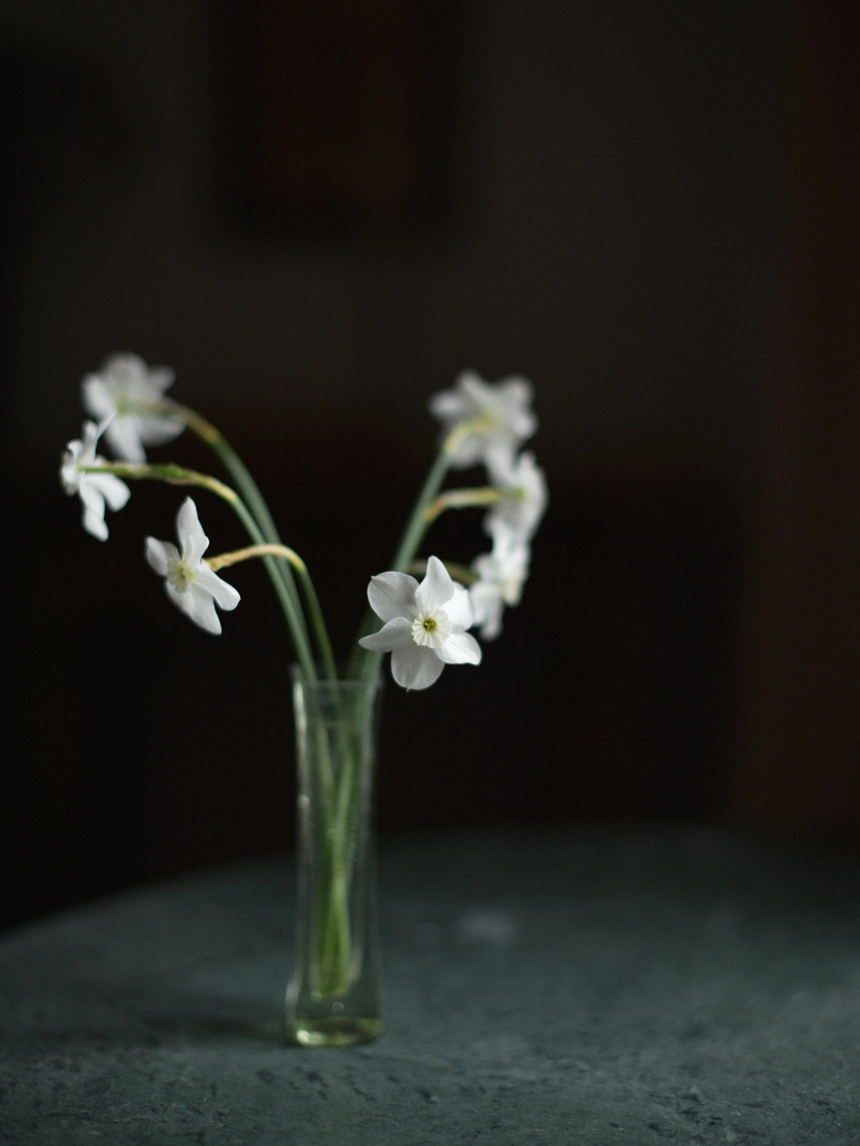 Narciss 'Xit' - Image 3