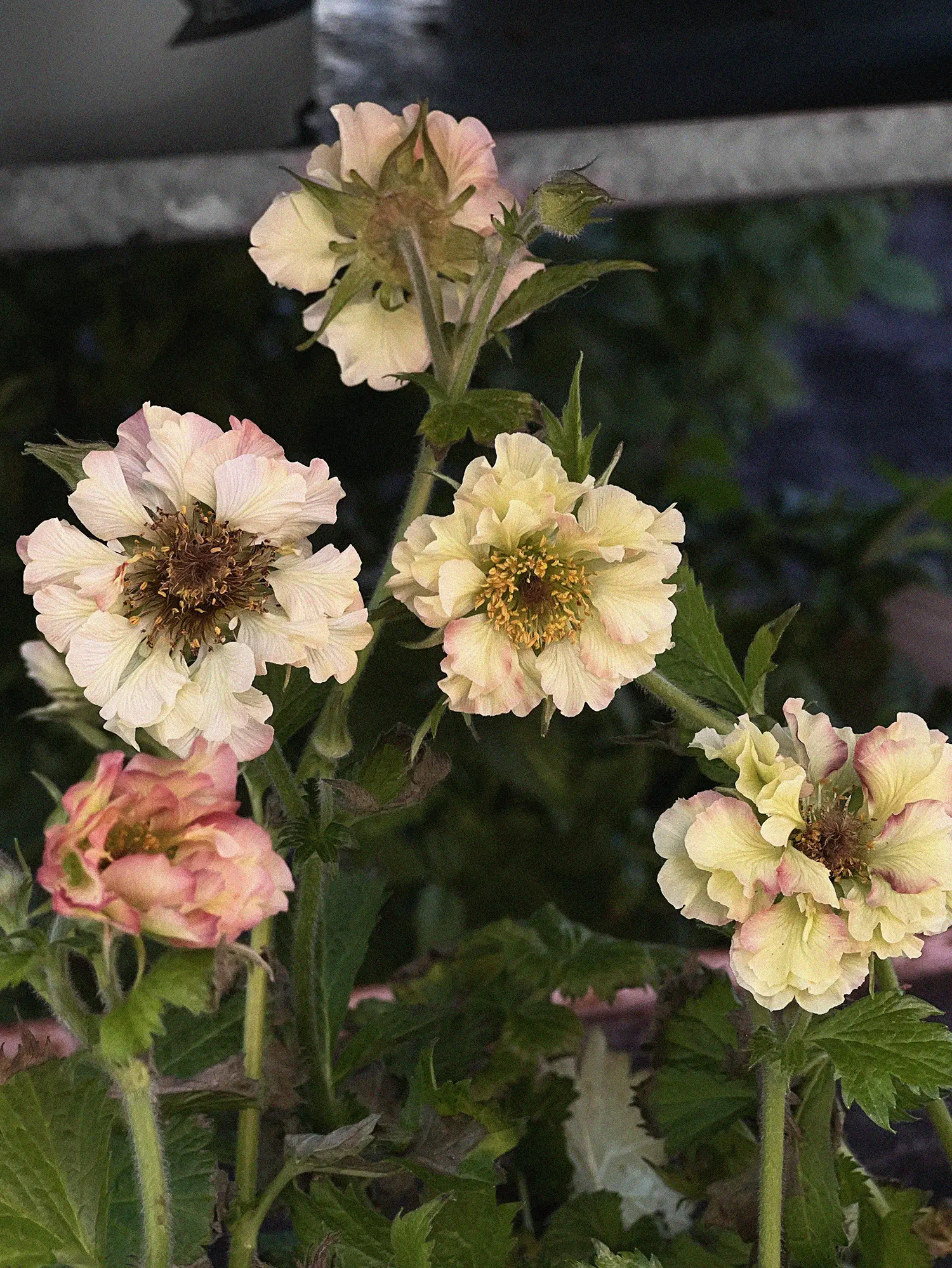 Nejlikrot 'Pretticoats Peach' - Image 3