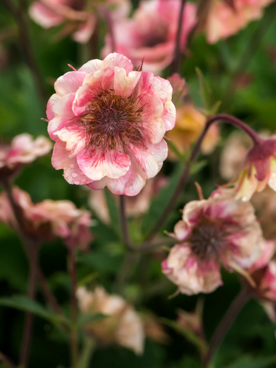 Nejlikrot 'Pretticoats Peach' - Image 4