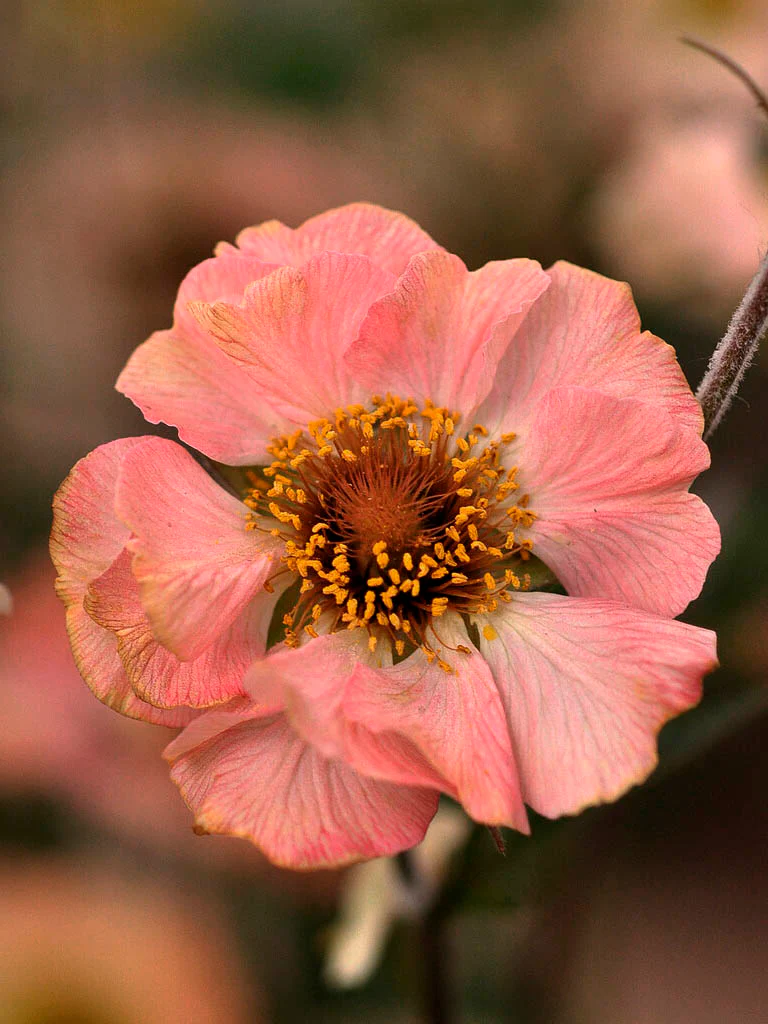 Nejlikrot 'Totally Tangerine' - Image 3