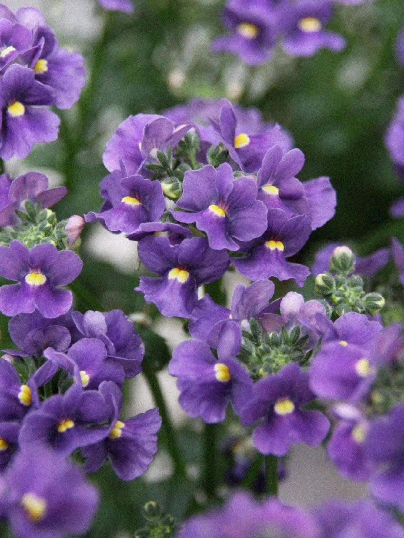 Nemesia 'Maneto Blue' - Image 2