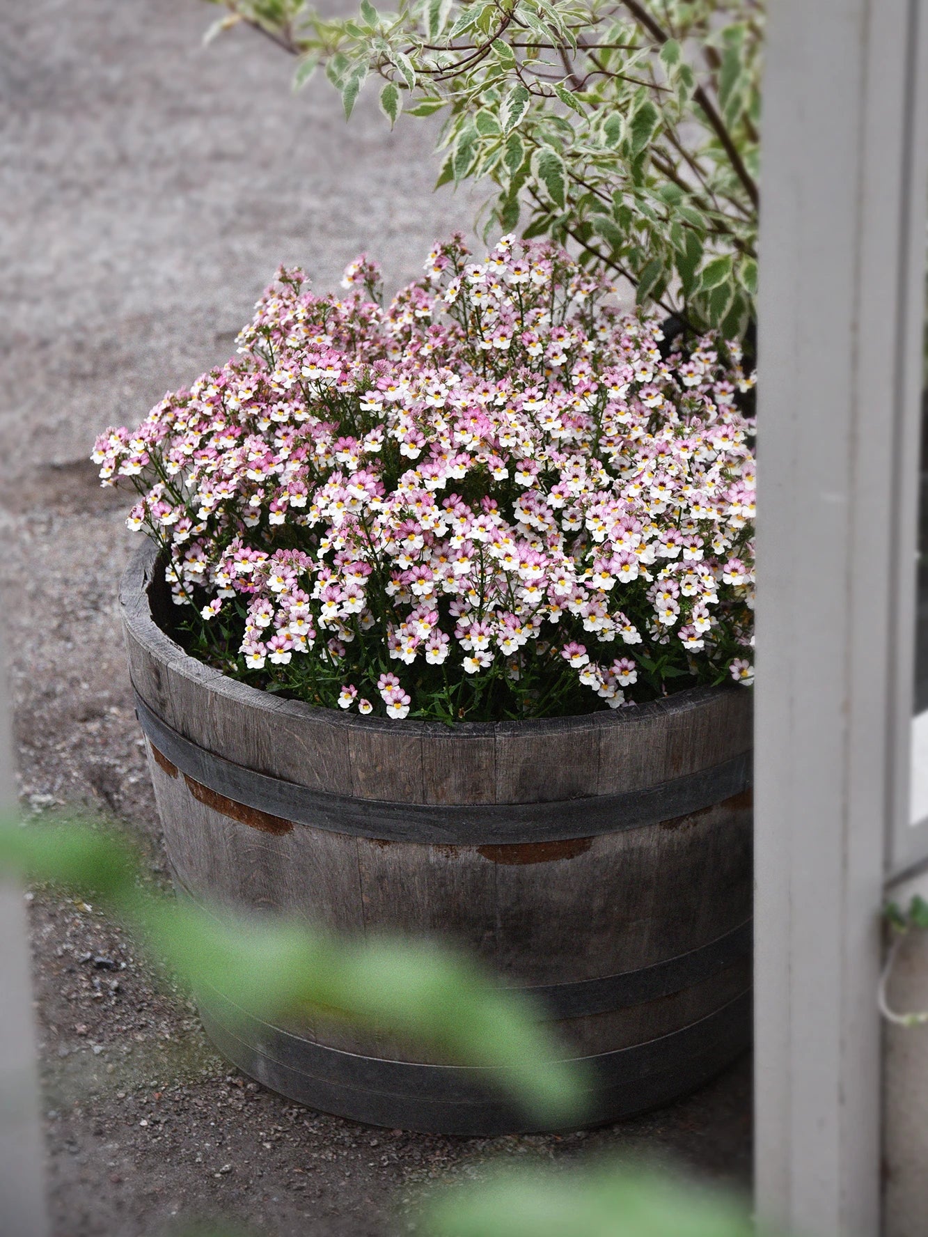 Nemesia 'Plus Lychee' - Image 2