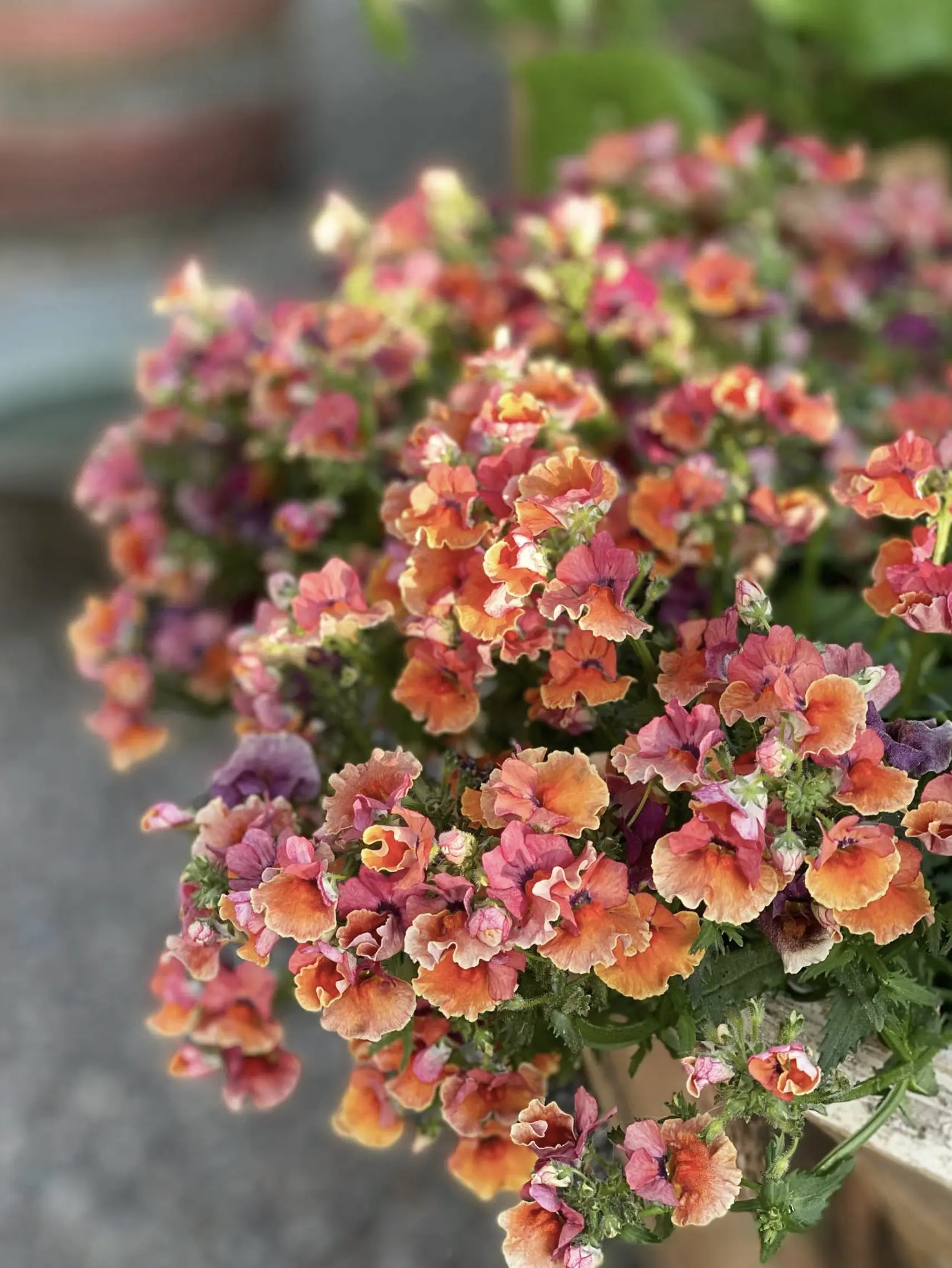Nemesia 'Tropical' - Image 3