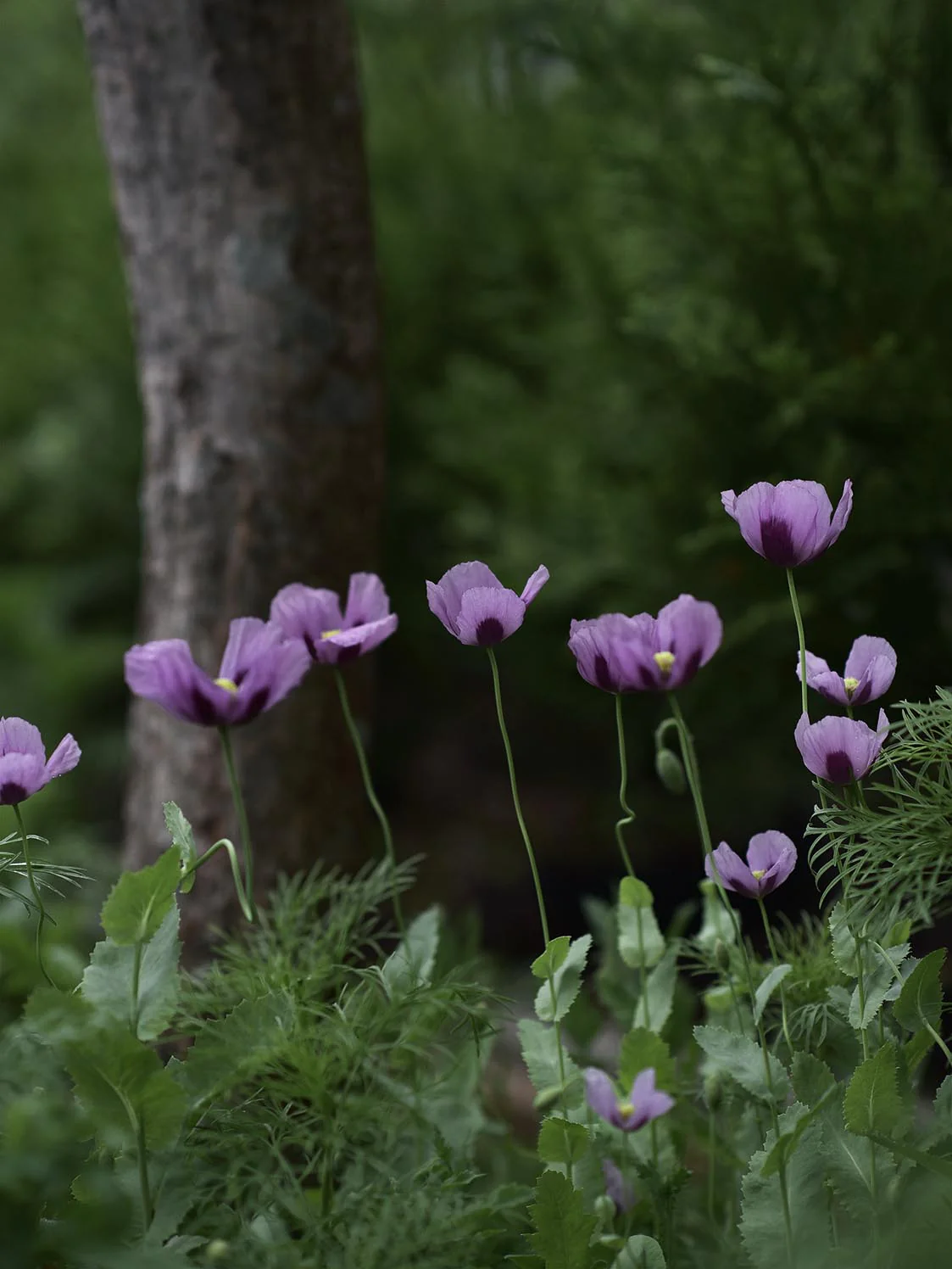 Miniatyrbild 1
