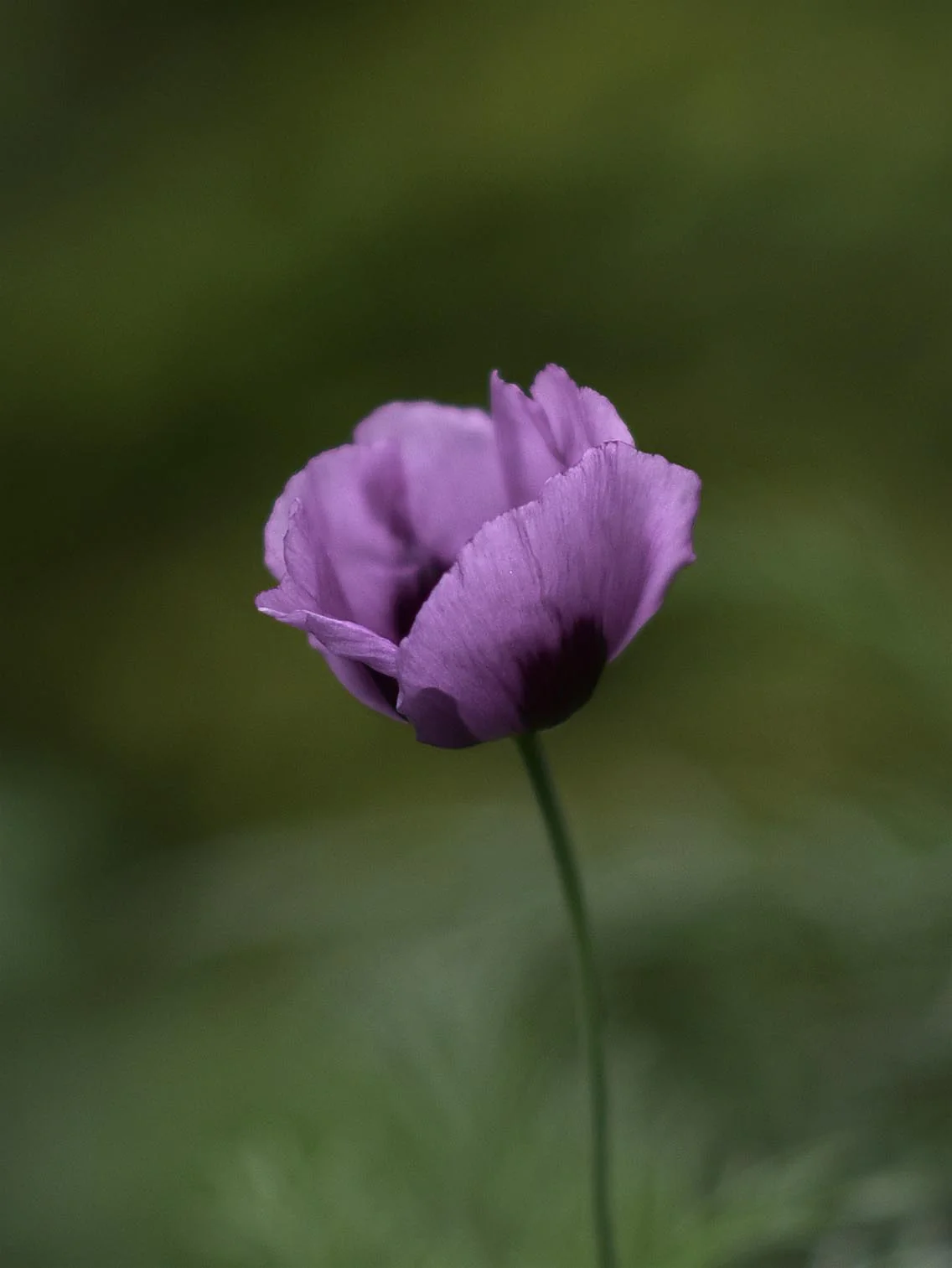 Miniatyrbild 2