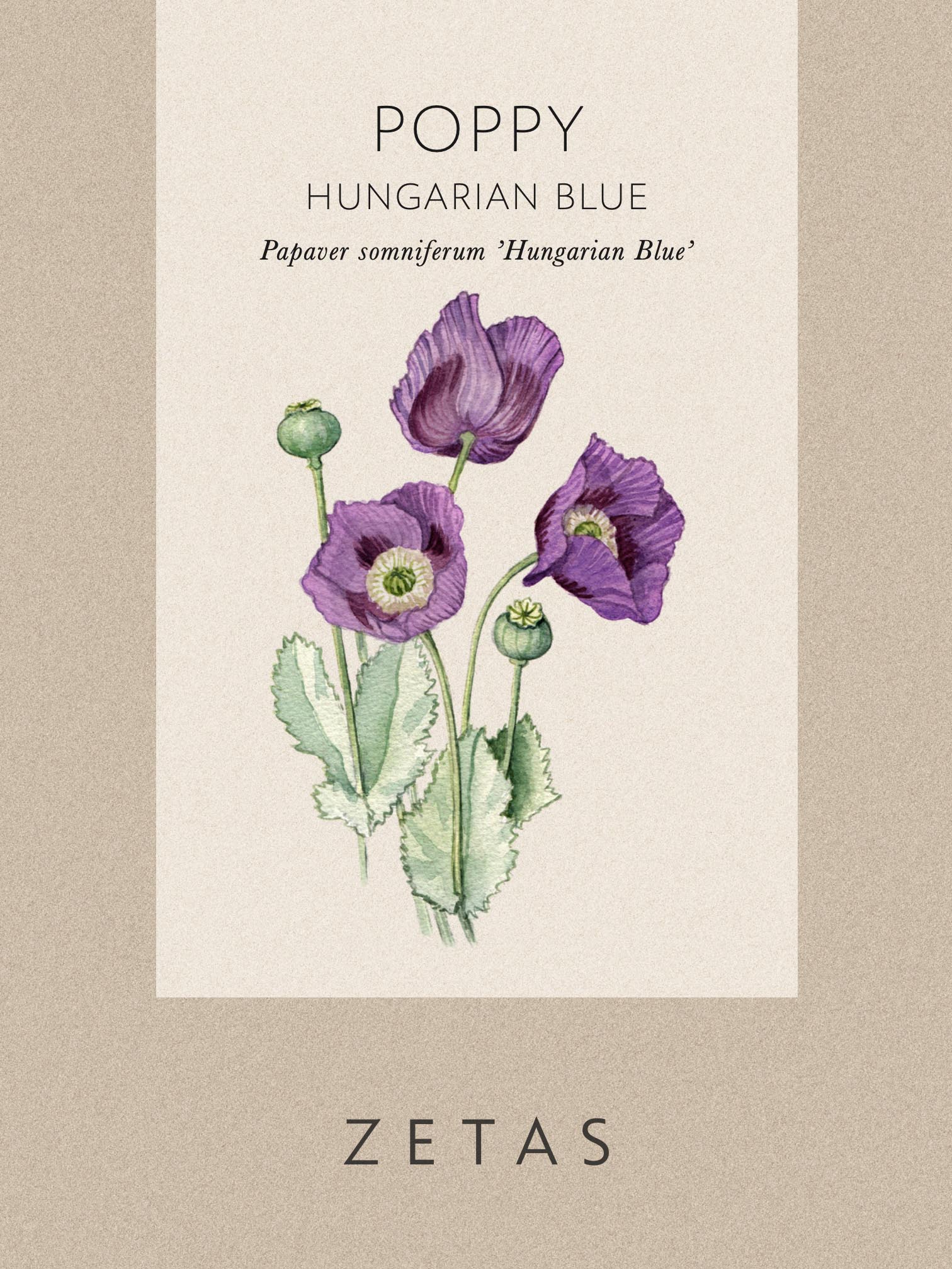 Opievallmo 'Hungarian Blue' - Image 4