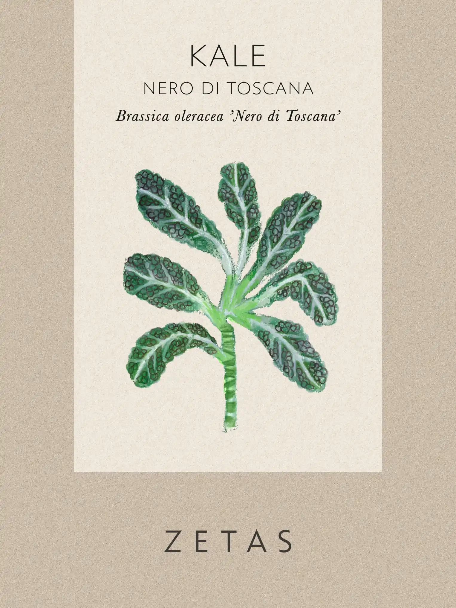 Palmkål 'Nero di Toscana' - Image 2