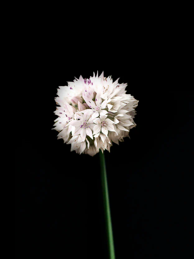 Miniatyrbild 1